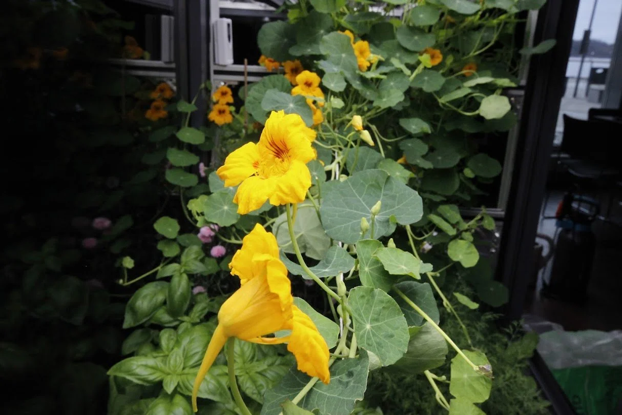 Restaurant Farming — Sjømagasinet