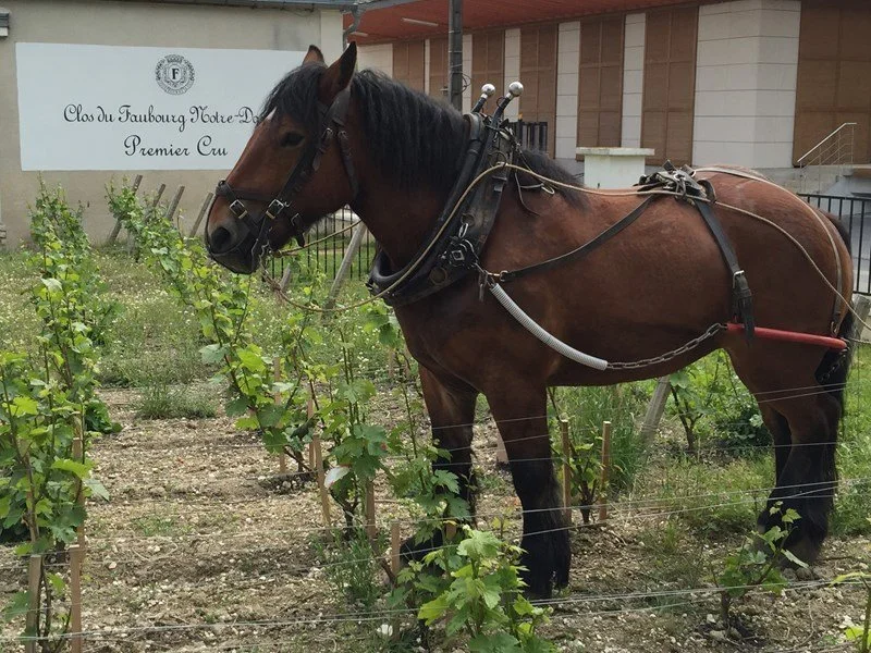 Winemakers Dinner med Champagne Fourny&nbsp;