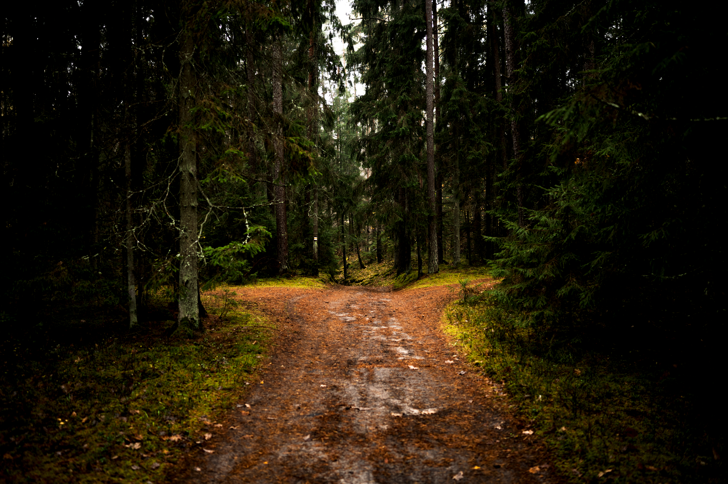 A forest path surrounded by green trees, that reaches a fork in two directions.