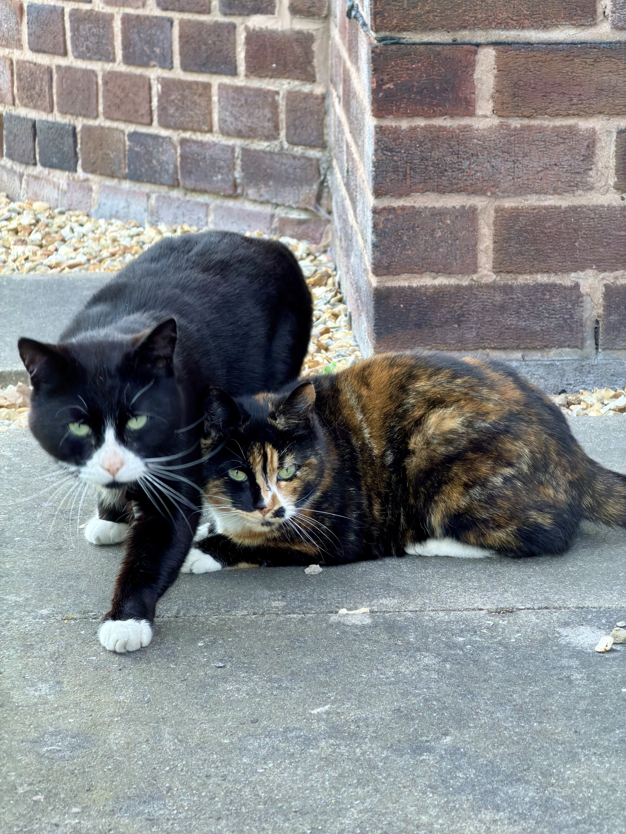 Pawdrey &amp; Grumpy