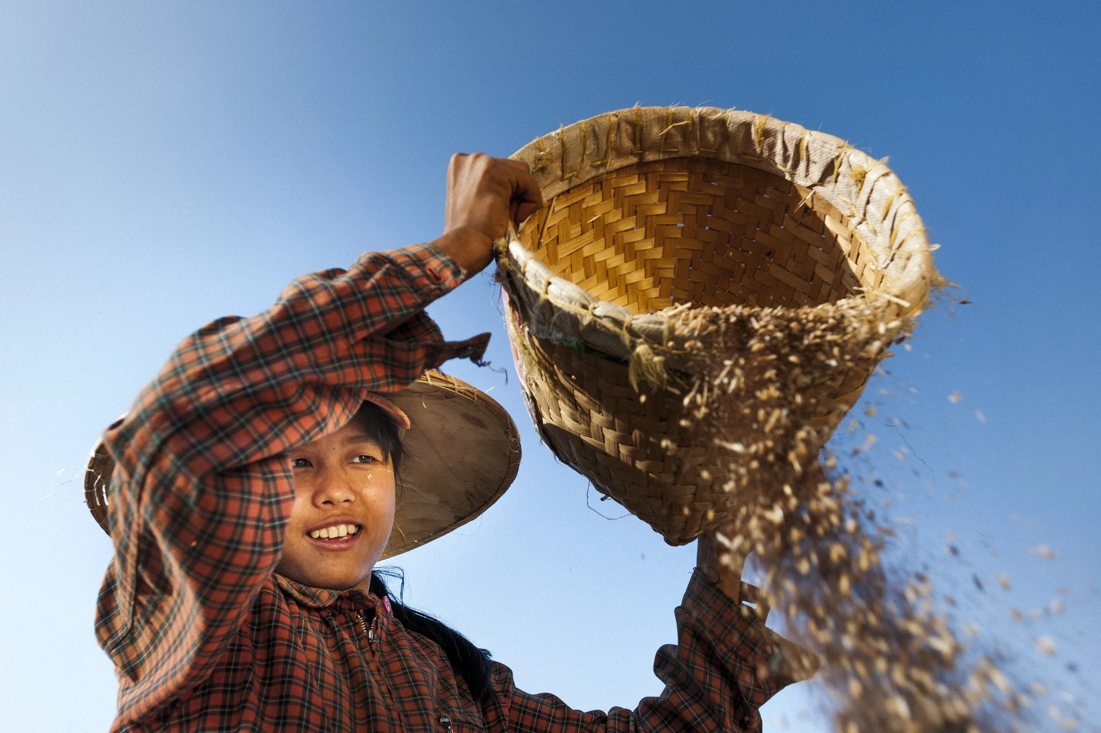 A Burmese girl winnows wheat, which is to sort away the husks, by pouring it in the wind.