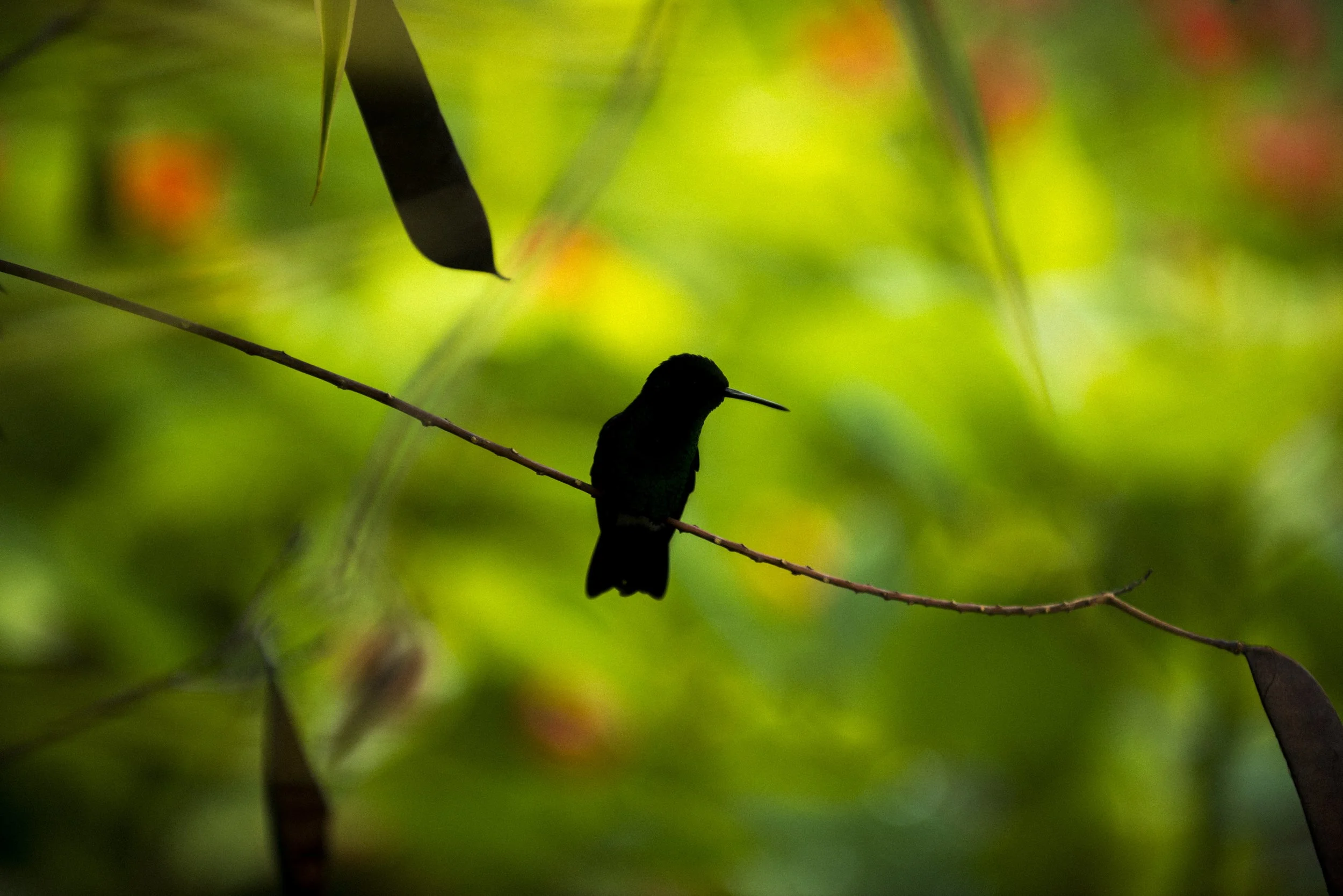 151102_Alex_Treadway_Trinidad_and_TobagoDSC_0571.jpg