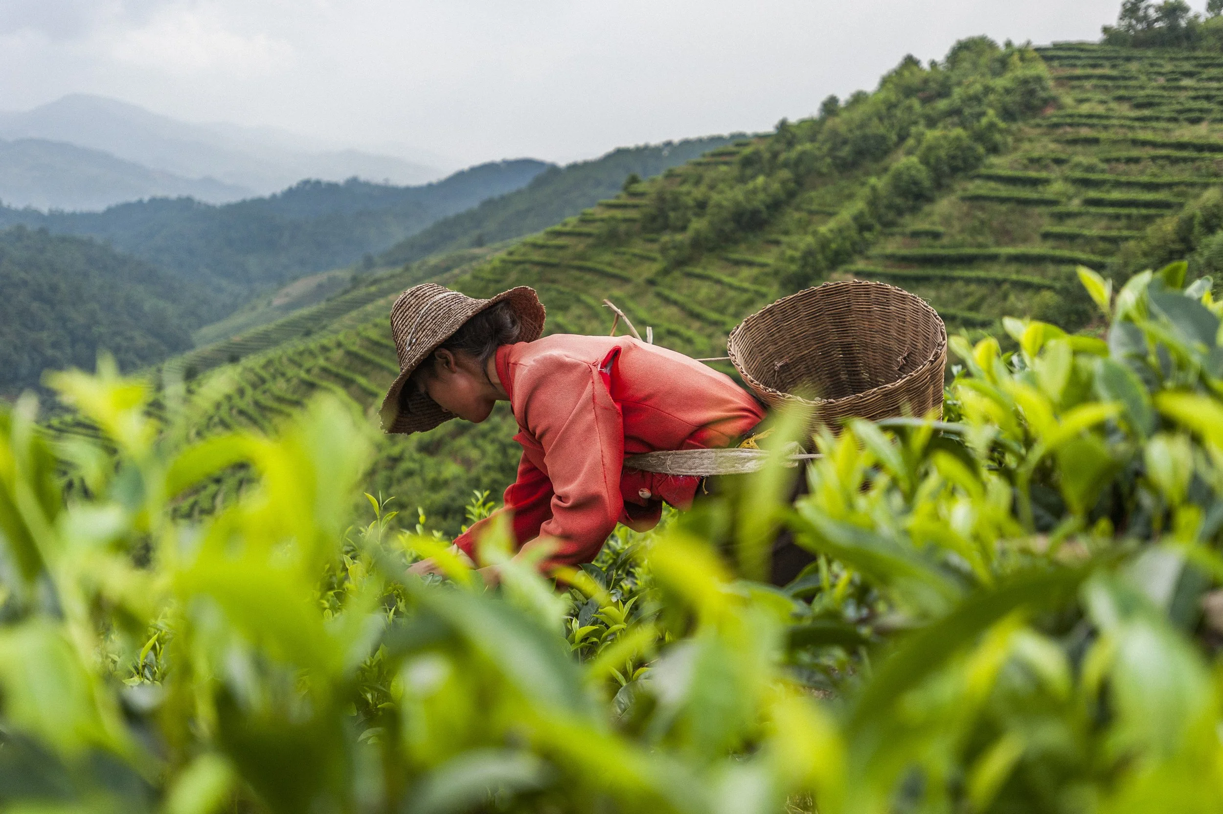 A Chinese woman collects tea leaves in the hills on a Puer tea estate in Yunnan Province in China. Terraces of tea bushes are visible on the hillsides and mountains in the distance. 