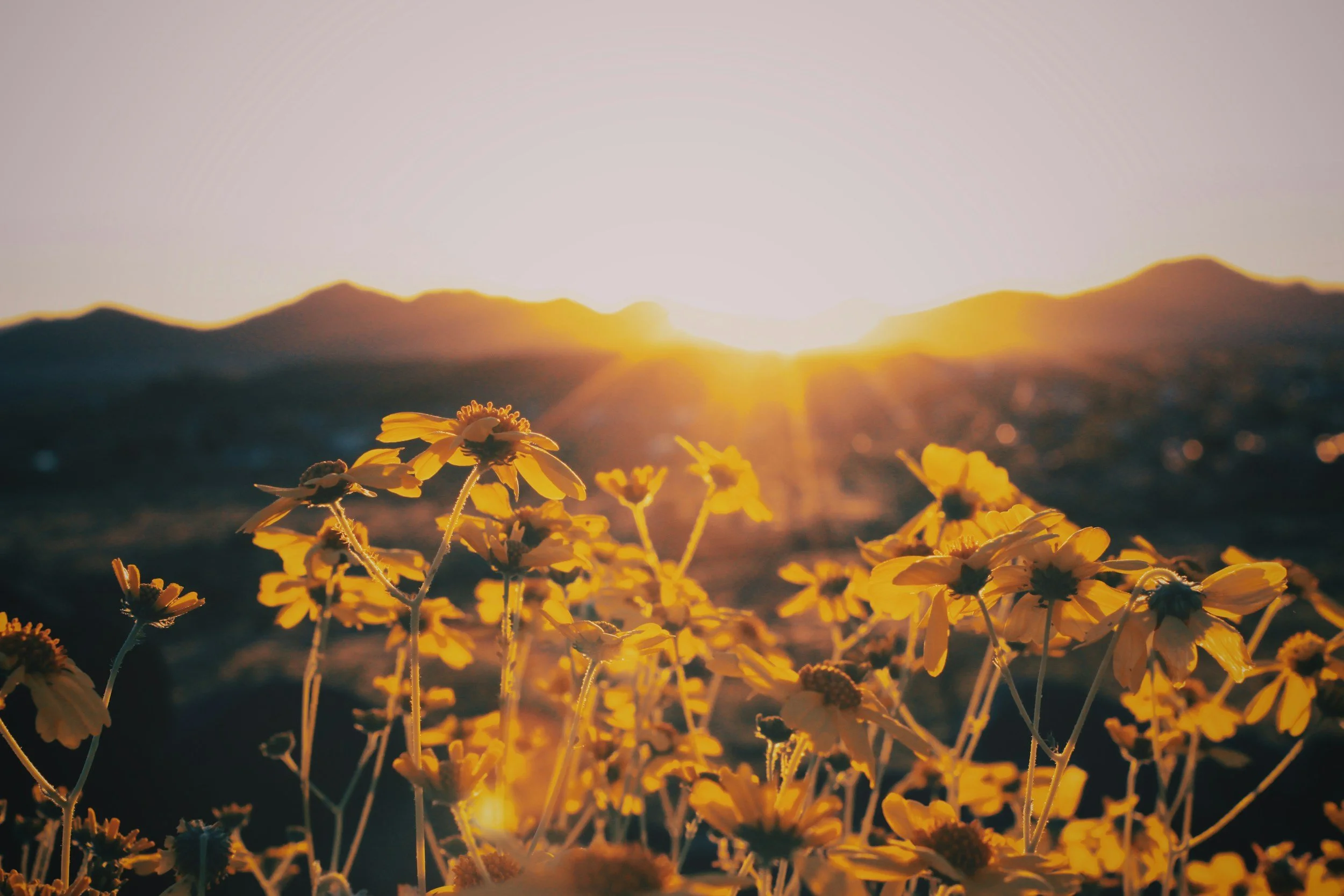 Yellow wildflowers in foreground with mountains and setting sun in the background