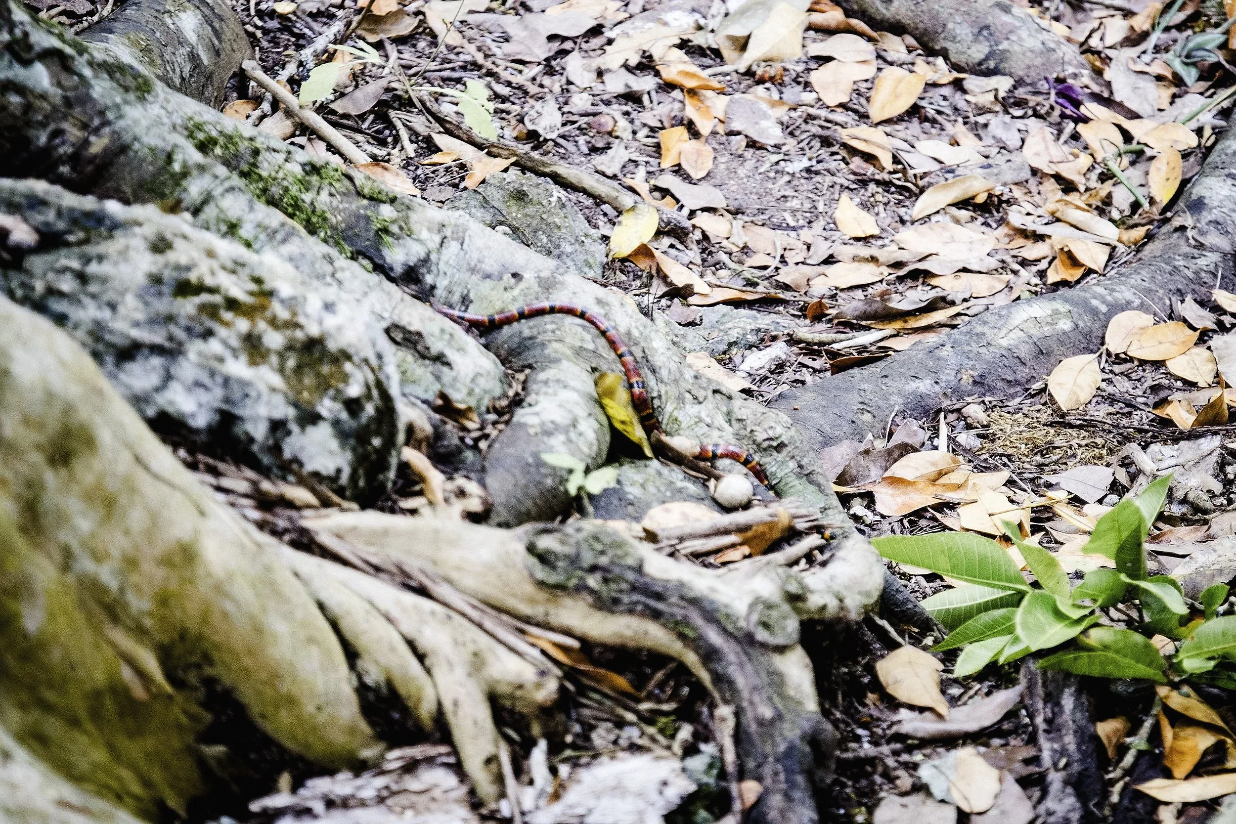 Red and Yellow Kills a Fellow