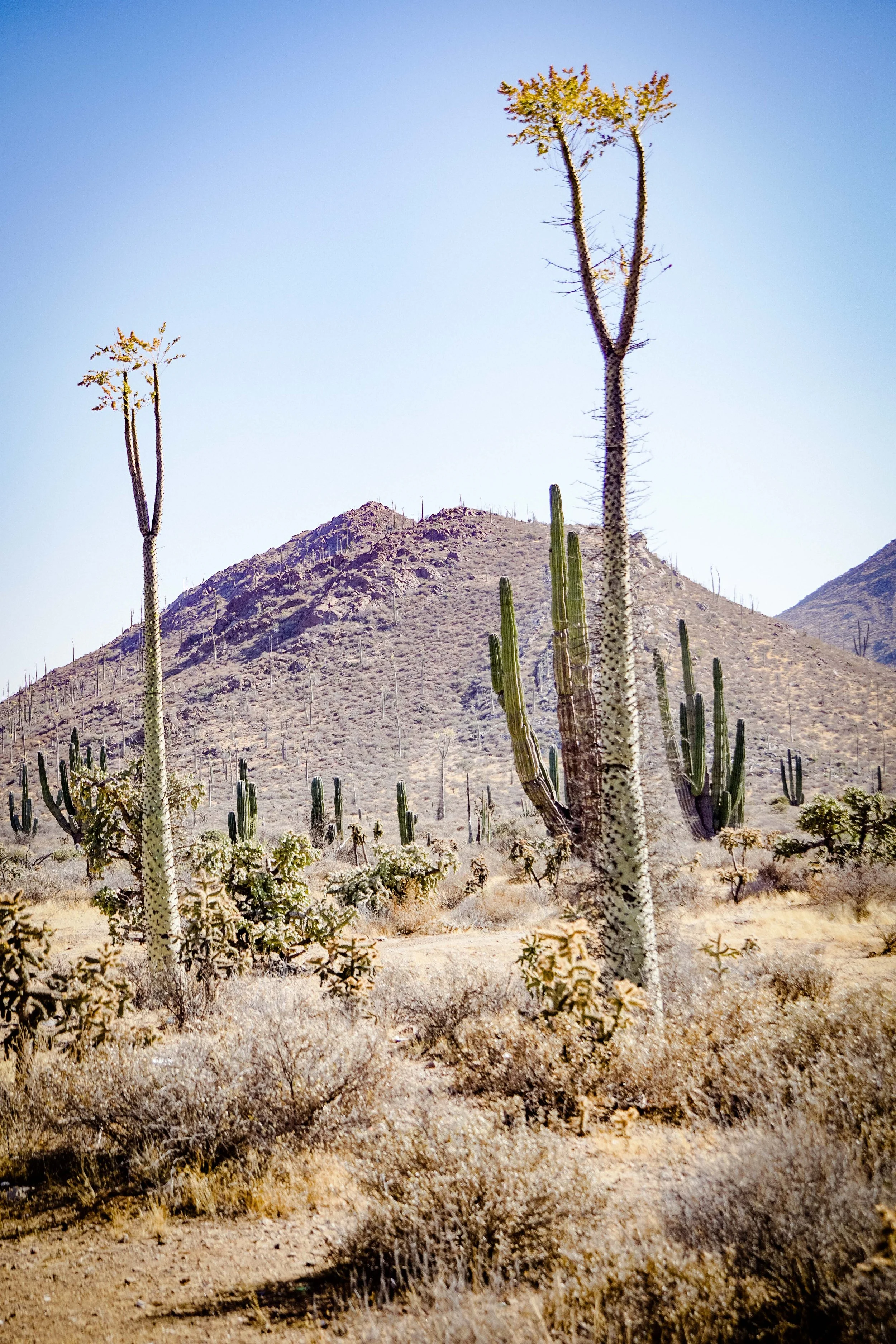 Wüstenlandschaft mit Kakteen, darunter große aufrecht stehende Saguaro-Kakteen, vor einem Hügel unter klarem blauen Himmel.