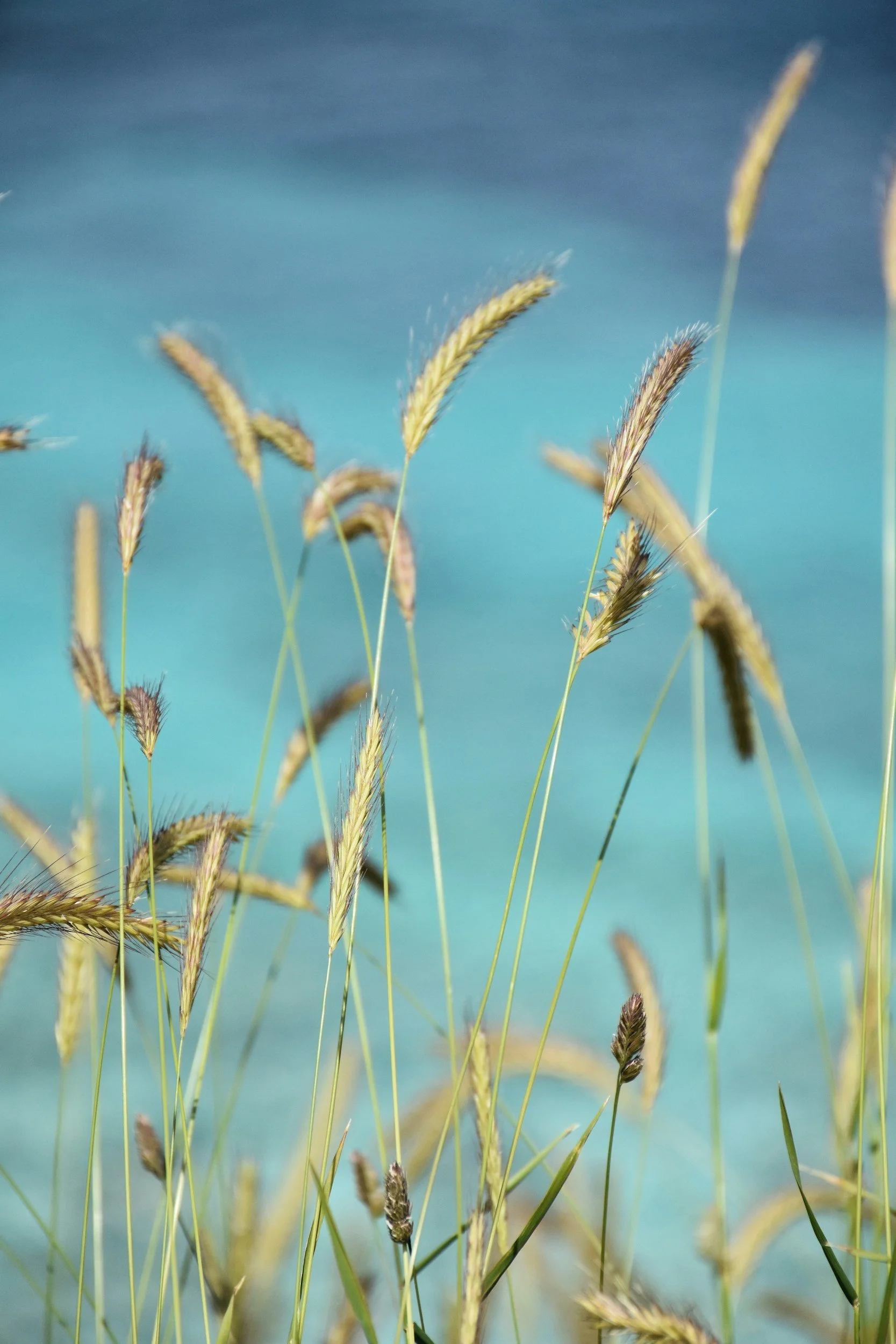 Tall grass and seedheads beneath a blue sky, symbolising growth for SEND parents seeking counselling support.