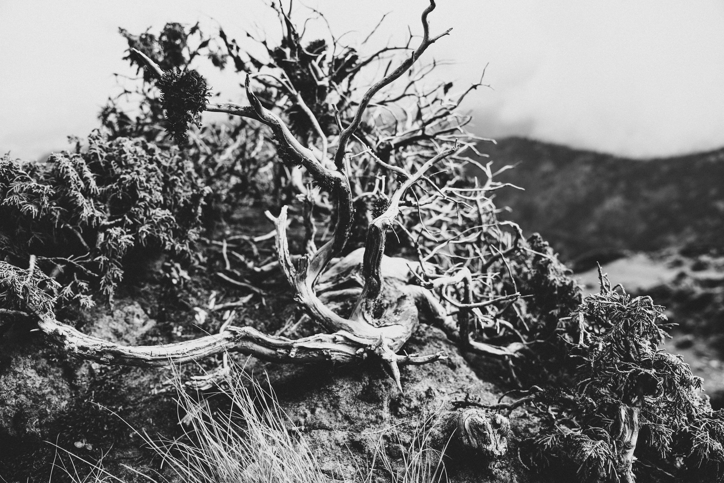Black and white photo of a twisted, leafless tree with rough bark, on rocky terrain with grass at the base, against a clear sky.