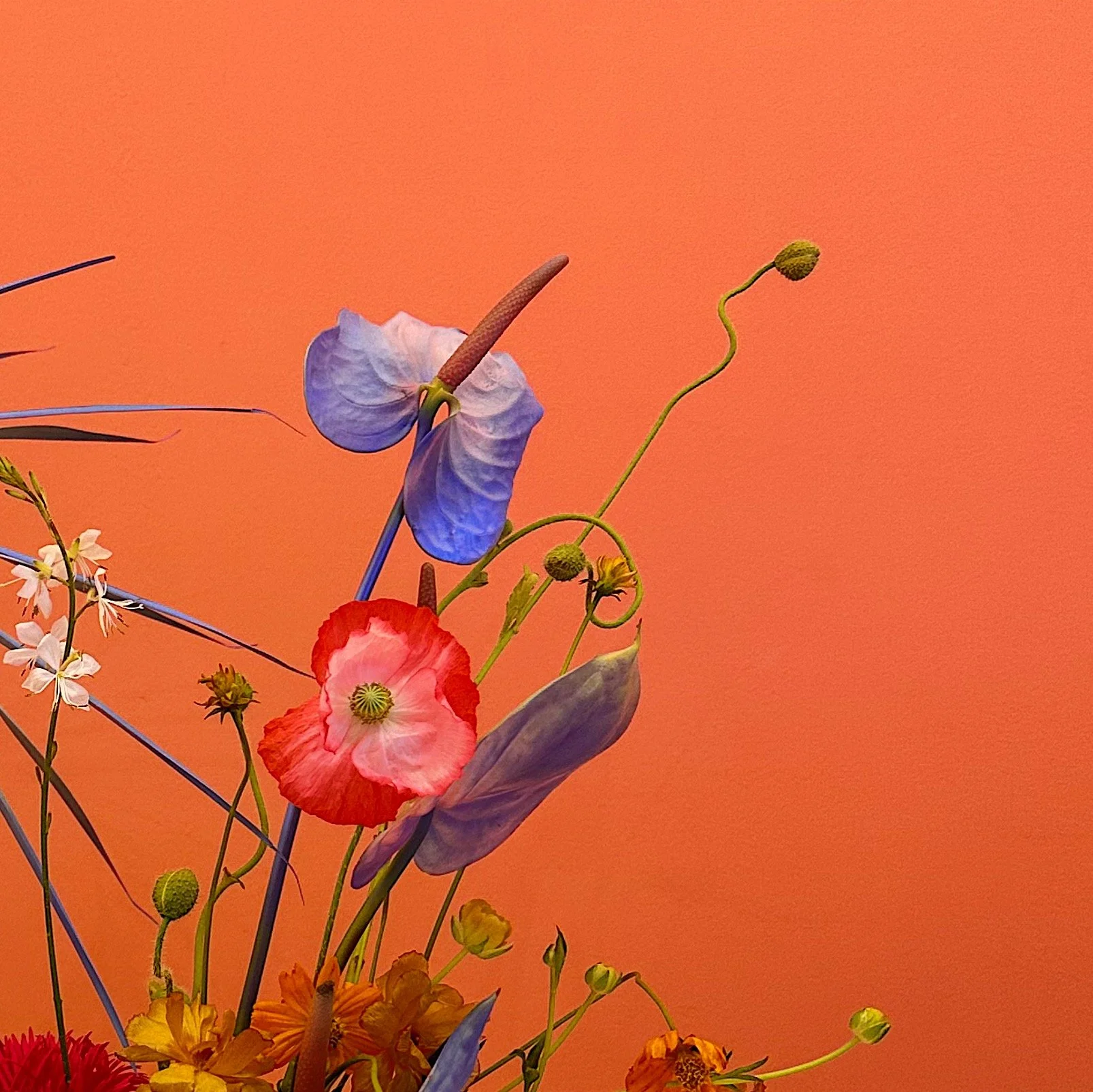 Colorful floral arrangement with blue, red, and orange flowers against an orange background.