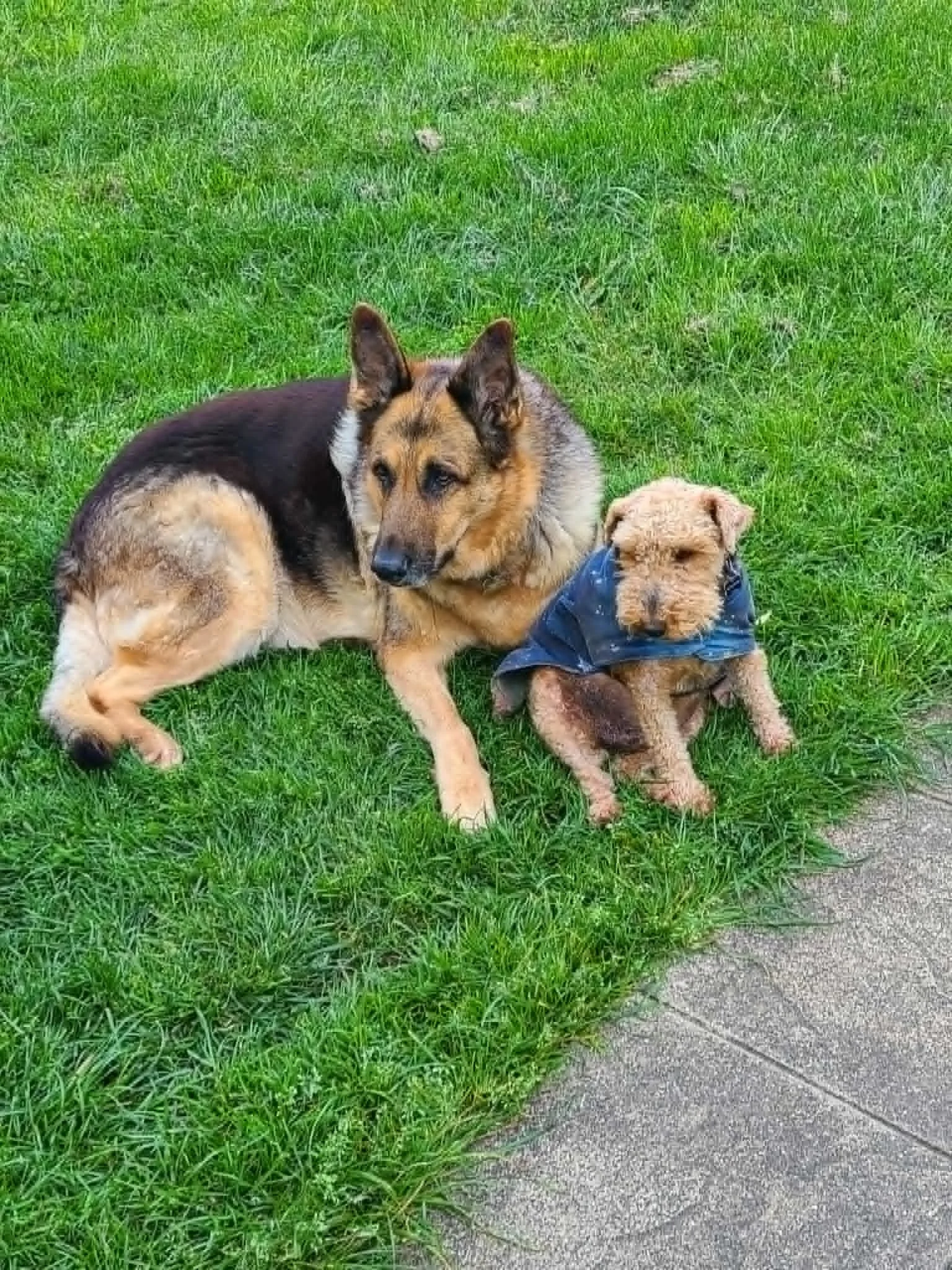 German Shepherd