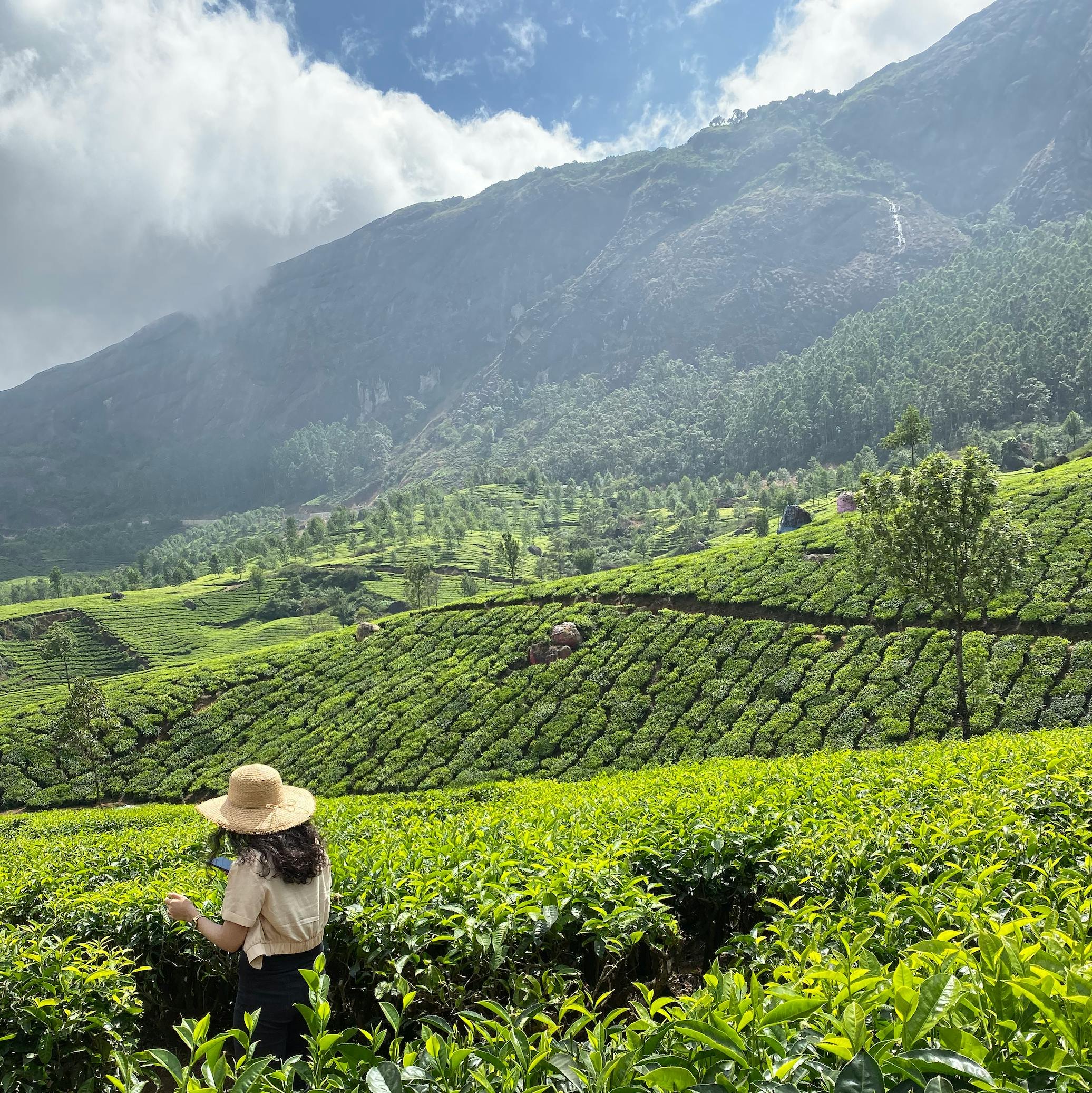 A woman wearing a straw hat and beige shirt standing in a lush green tea plantation with mountains and blue sky in the background.
