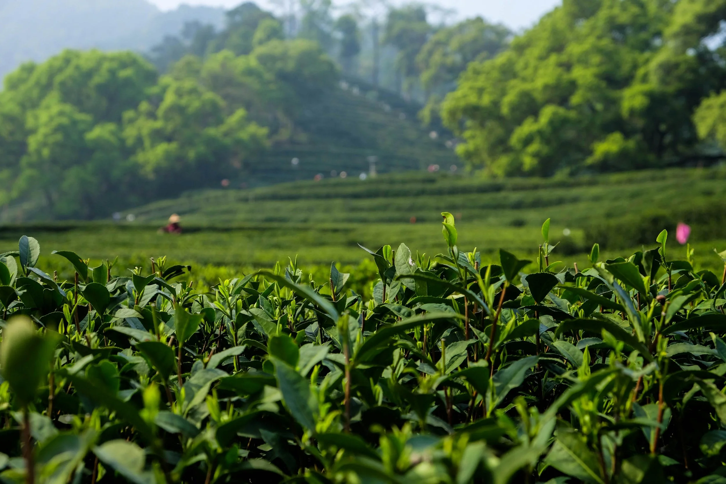 Close-up of lush green tea plants in a tea plantation with workers and trees in the background.