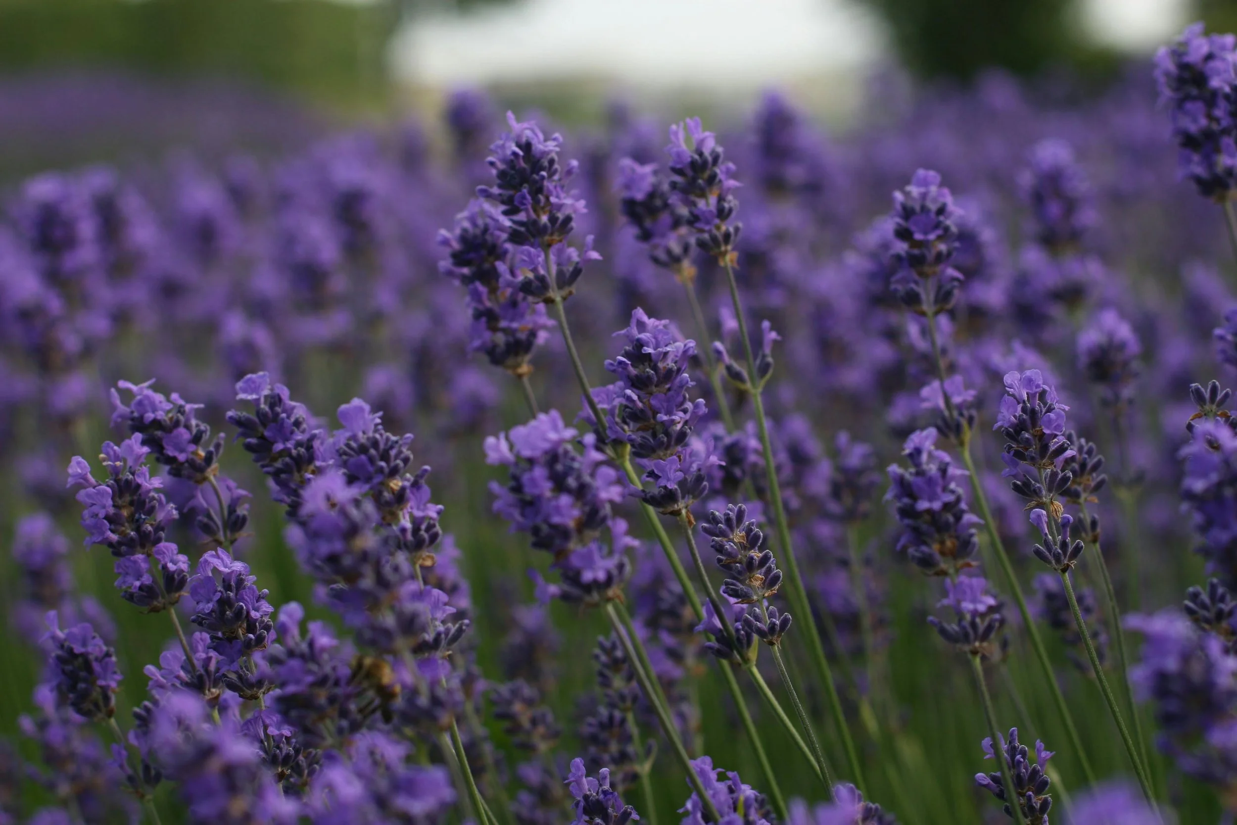 A field of blooming purple lavender flowers with green stems, with some blurred background.