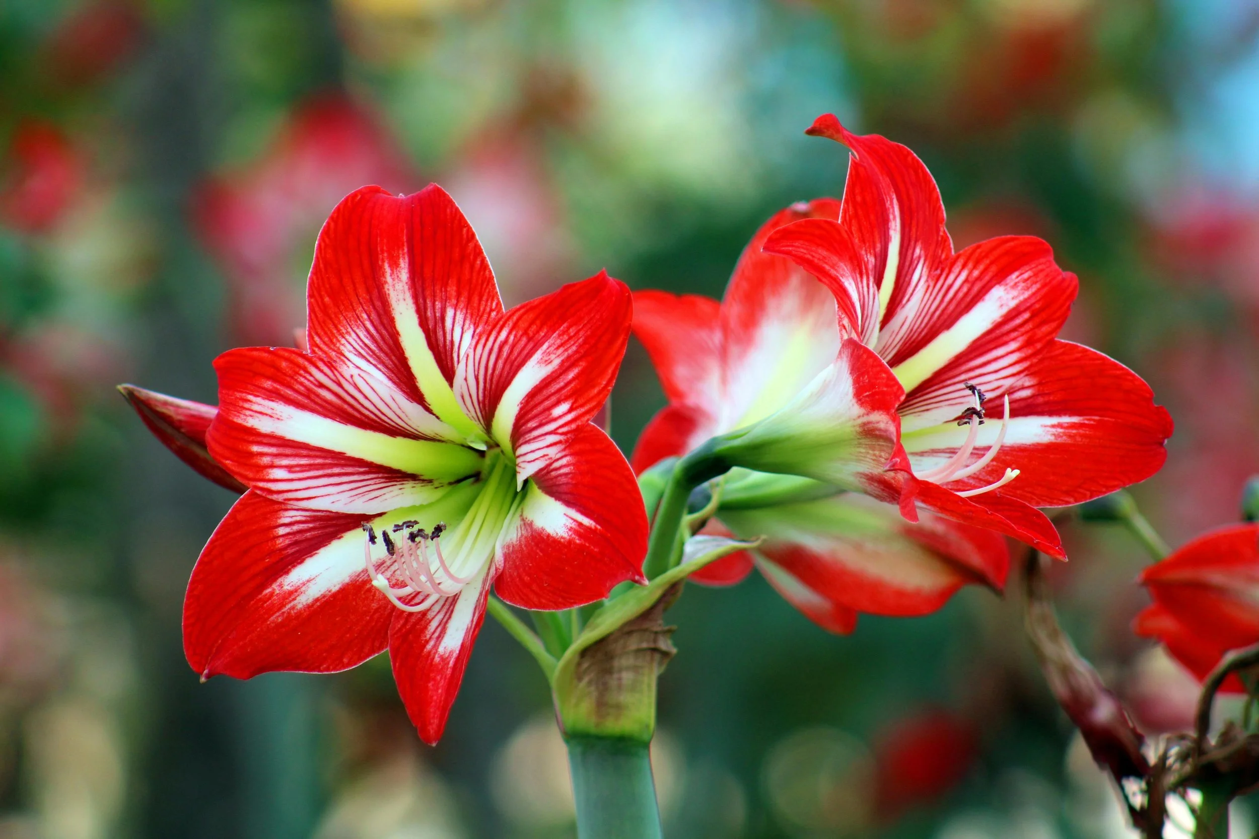 Close-up of red and white striped amaryllis flowers with green stems against a blurred natural background.