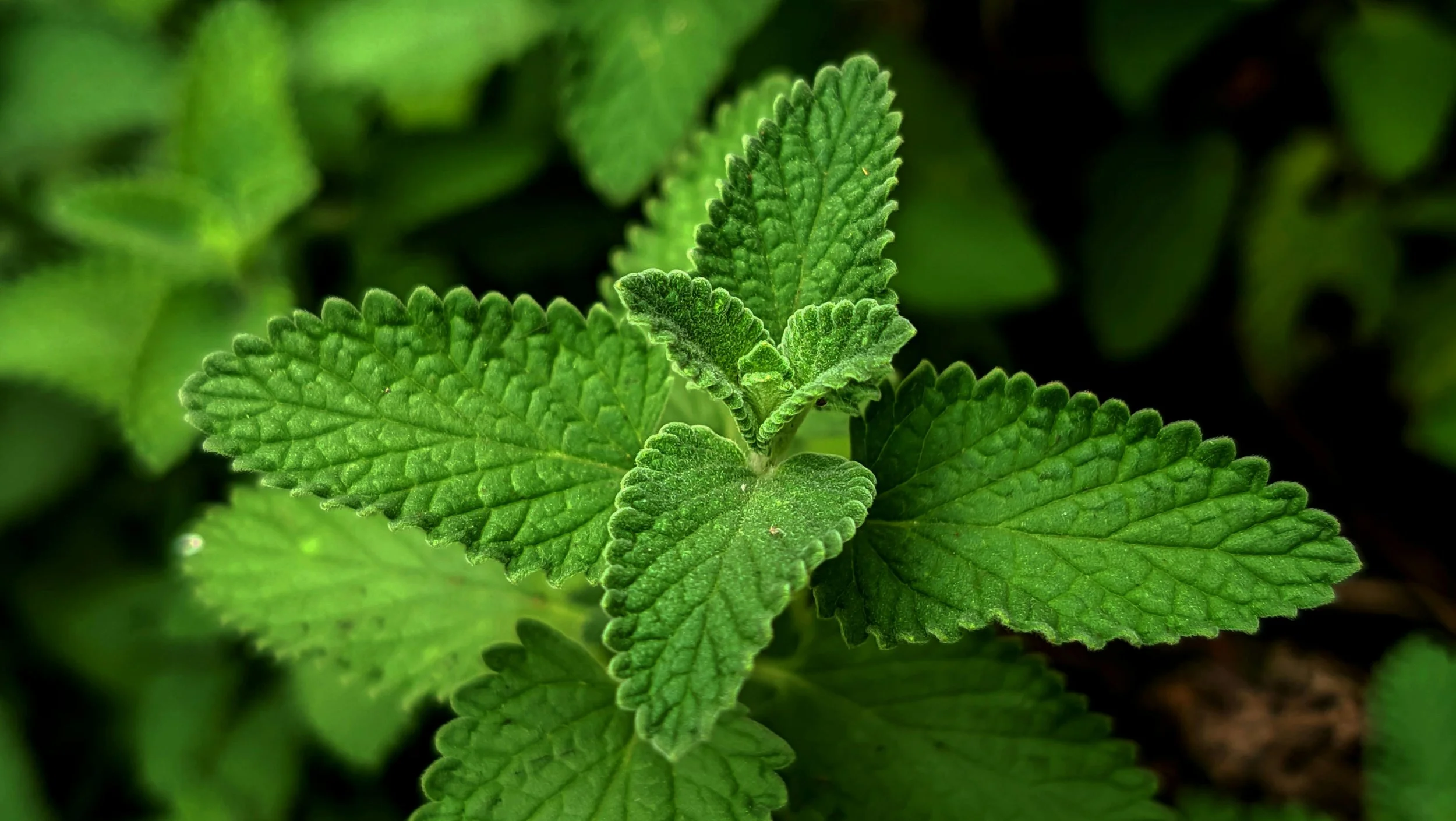 Close-up of green mint leaves with textured surface and serrated edges.