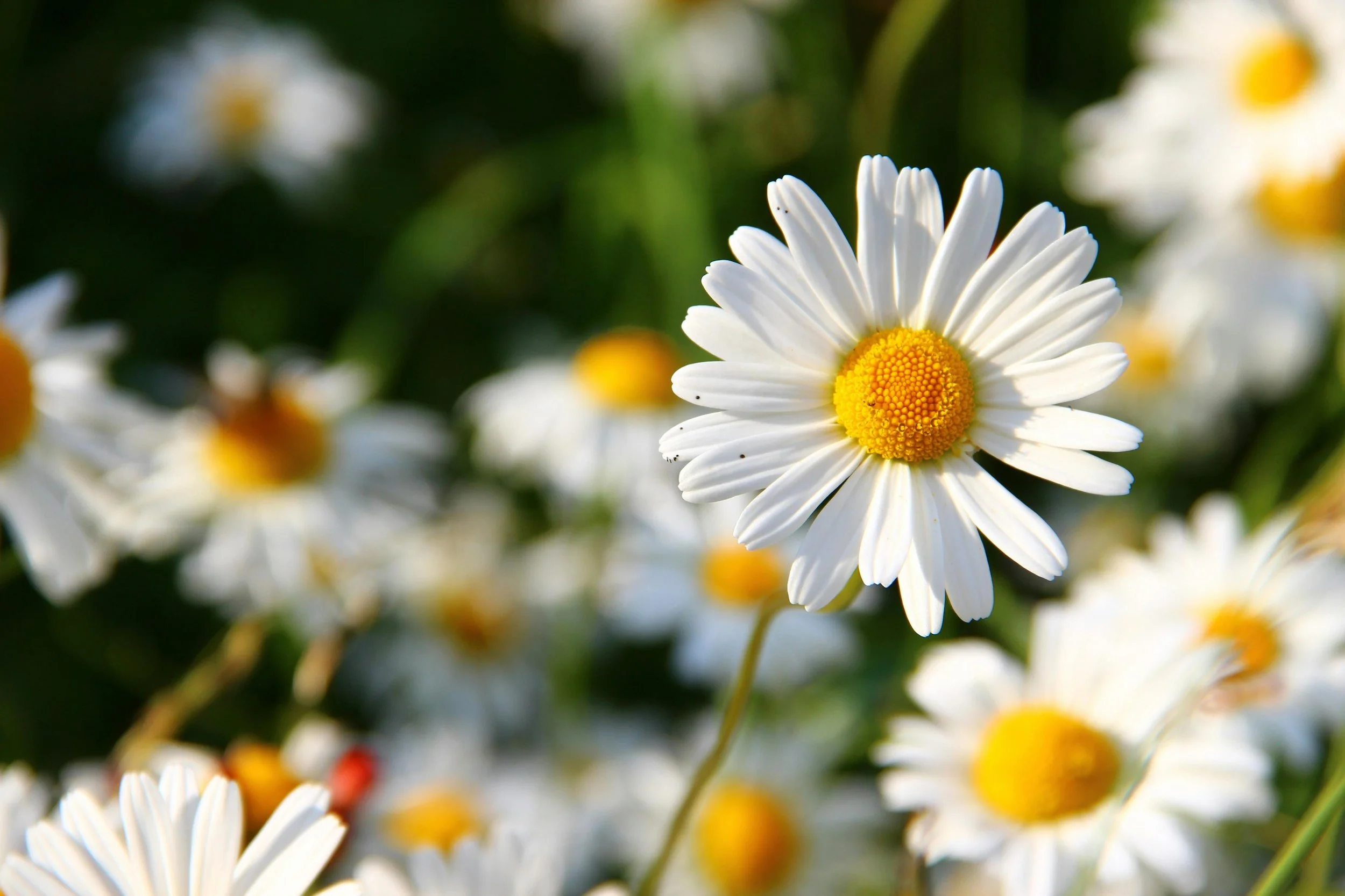 Close-up of a daisy flower with white petals and a yellow center, surrounded by other daisies in the background.