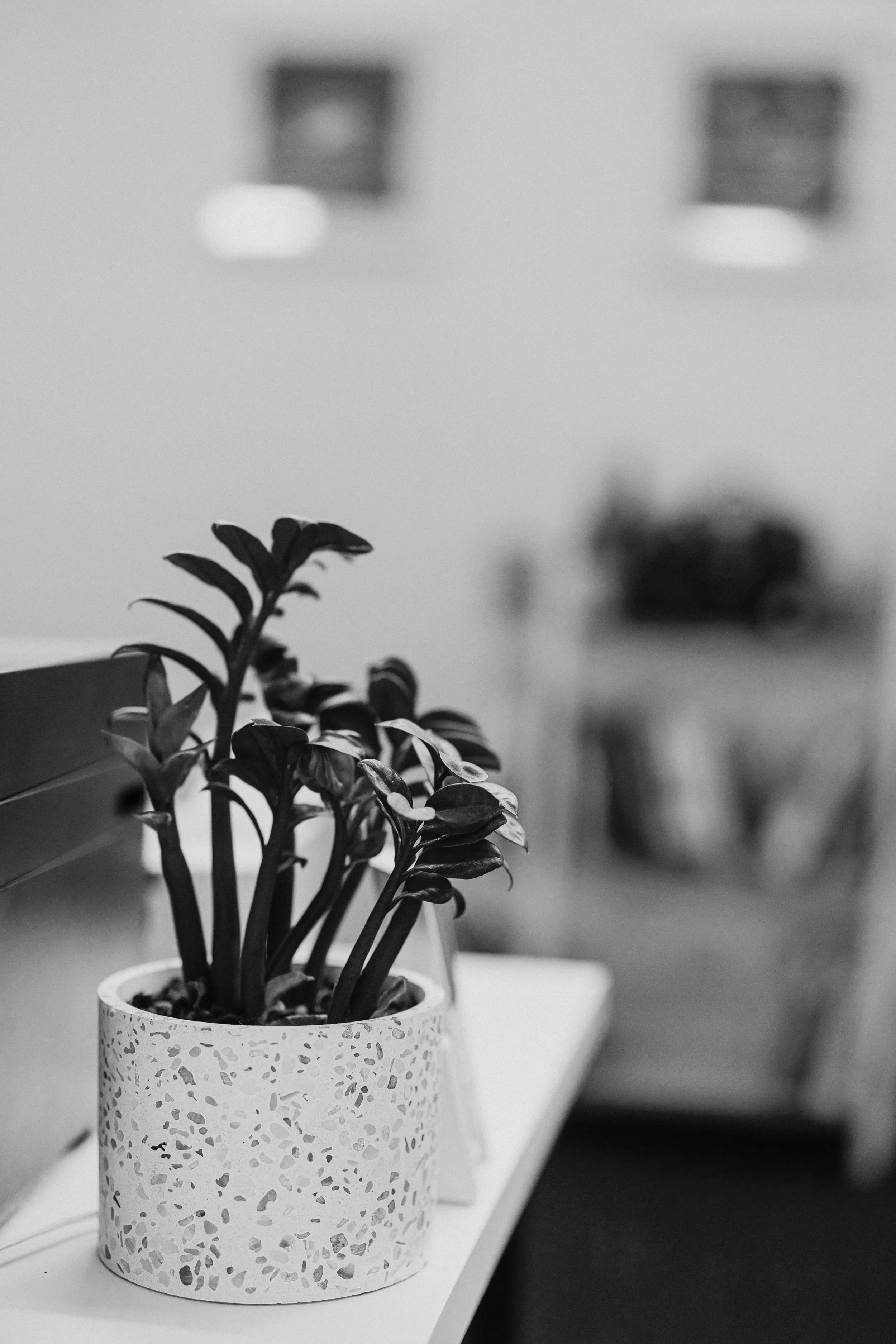 A small potted plant with dark leaves in a speckled white pot on a white surface, with blurred background including two boxes or frames on the wall.
