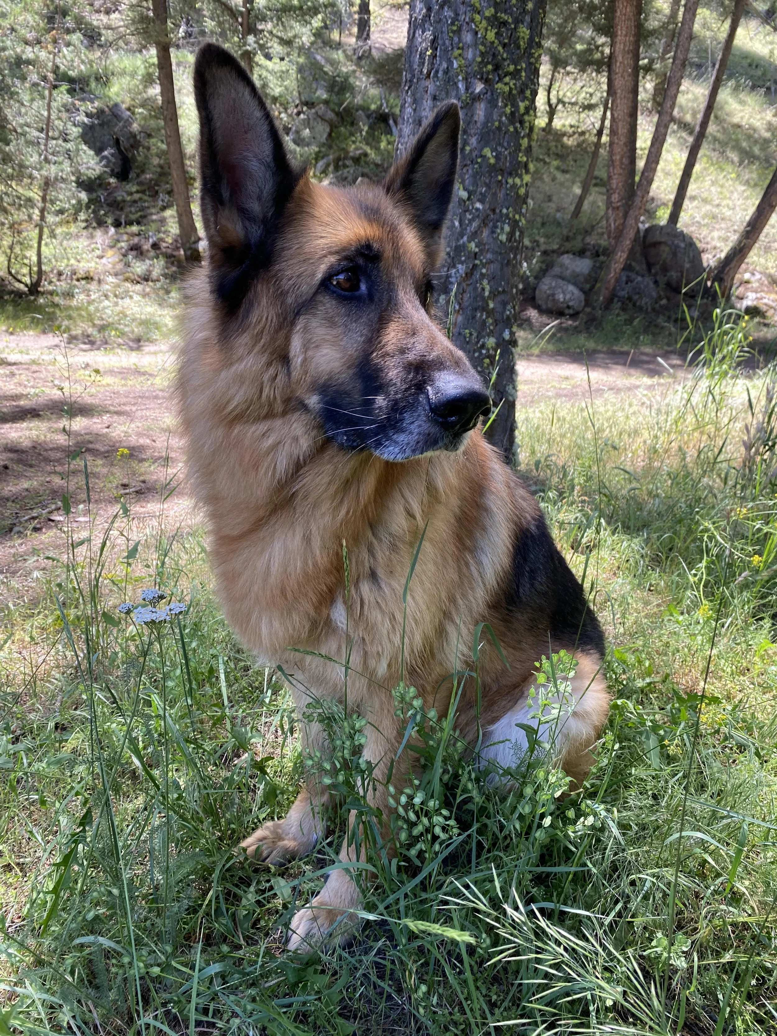 A German Shepherd dog sitting outdoors in a forested area amidst green grass and plants.