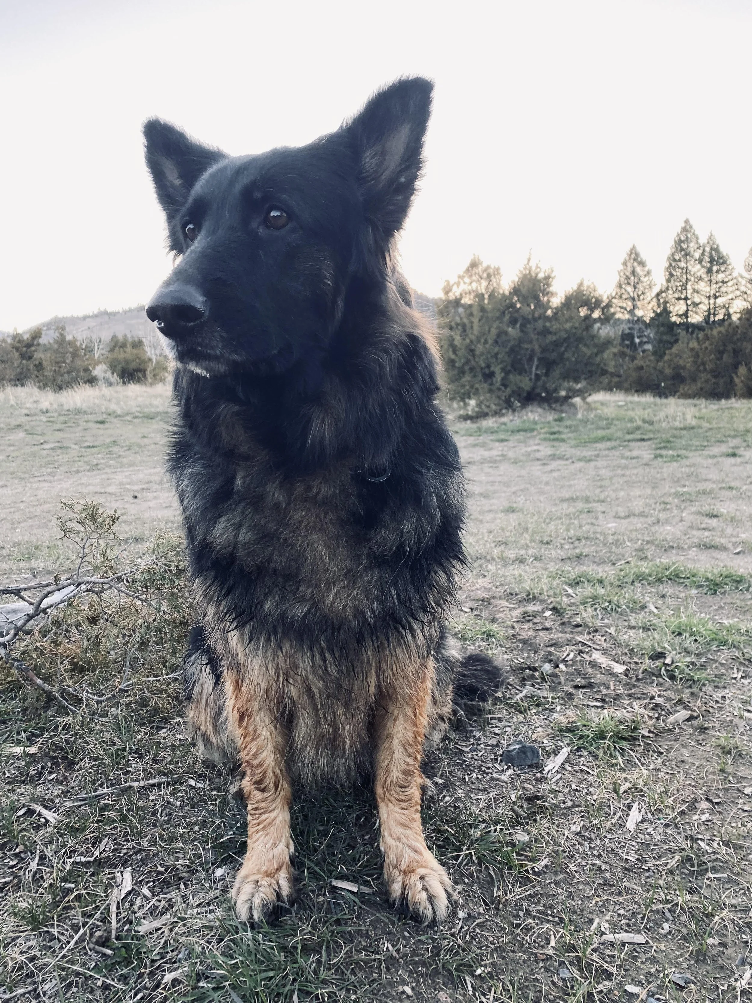 A black and tan German Shepherd dog sitting outdoors in a grassy field with trees in the background.