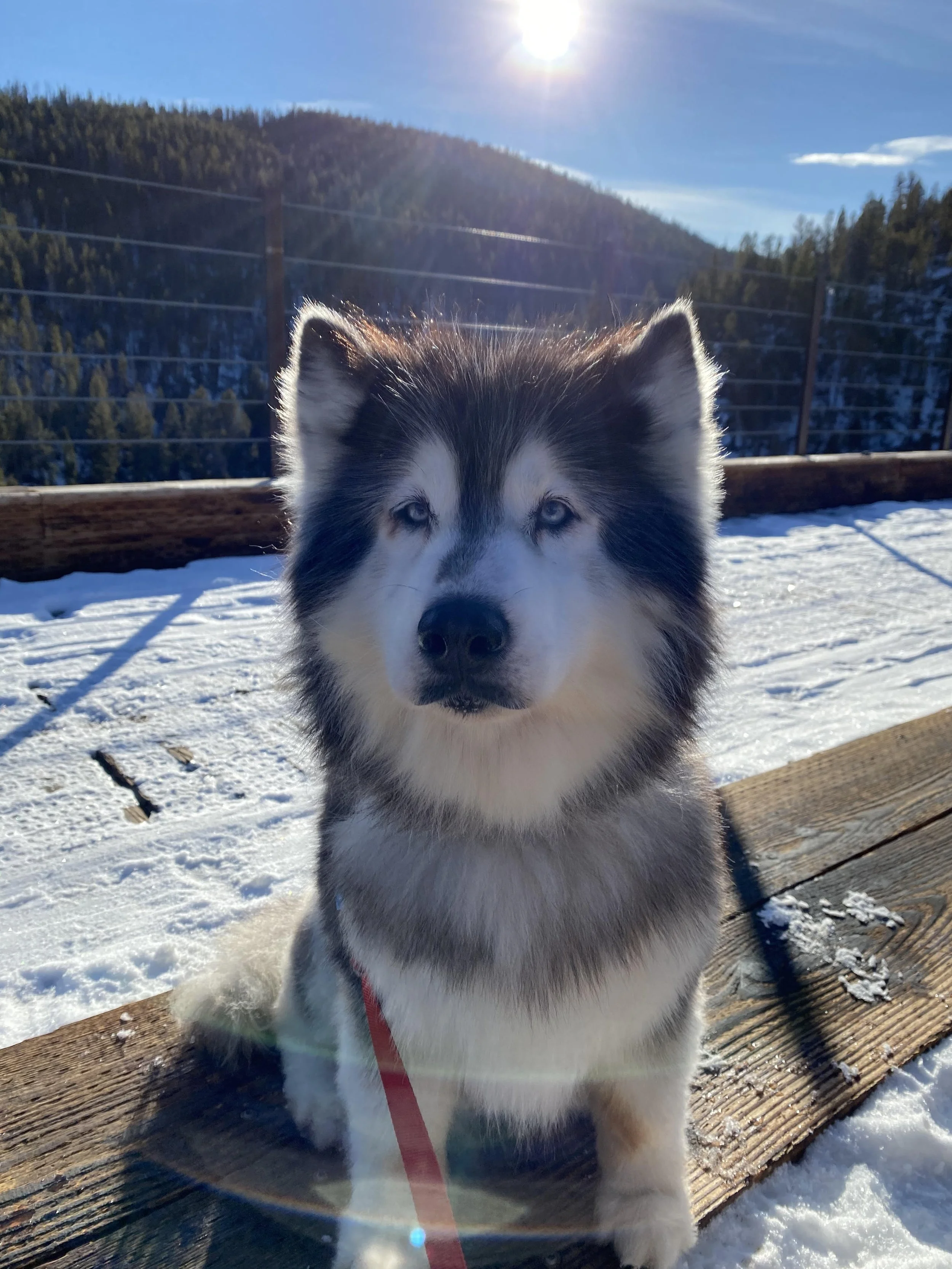 A Siberian Husky dog with blue eyes sitting on a wooden platform outdoors in snow, with a mountain and forest in the background under a clear blue sky.
