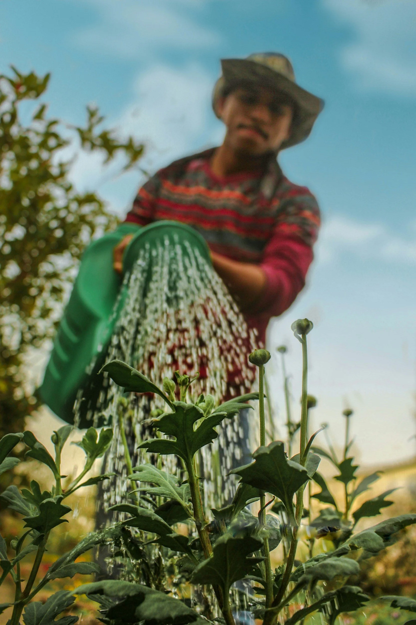 Person in a hat watering plants in a garden