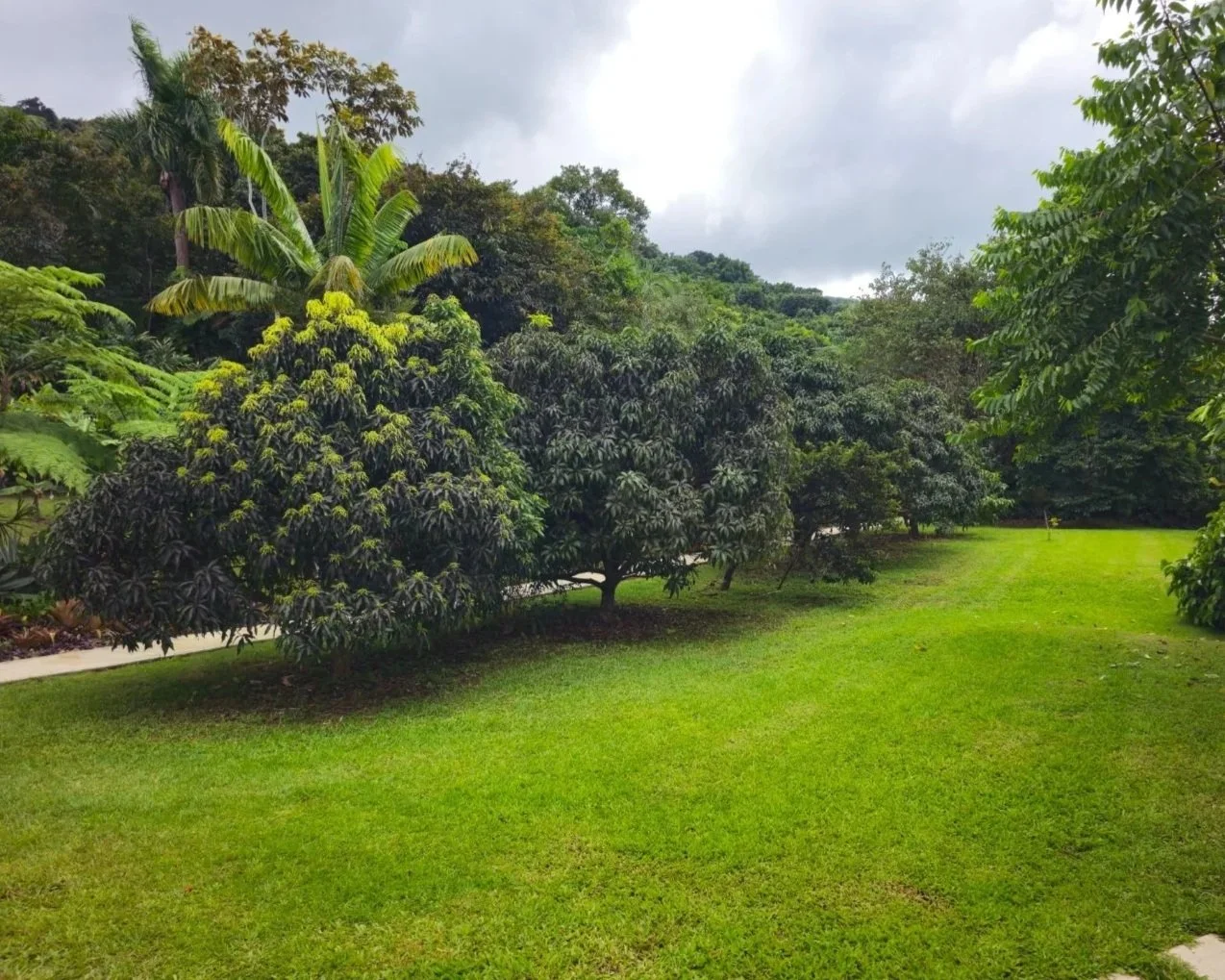 Mango lane lines the upper lawn space. Perfect for playing with the kids and fresh snacks as they enjoy the lawn.