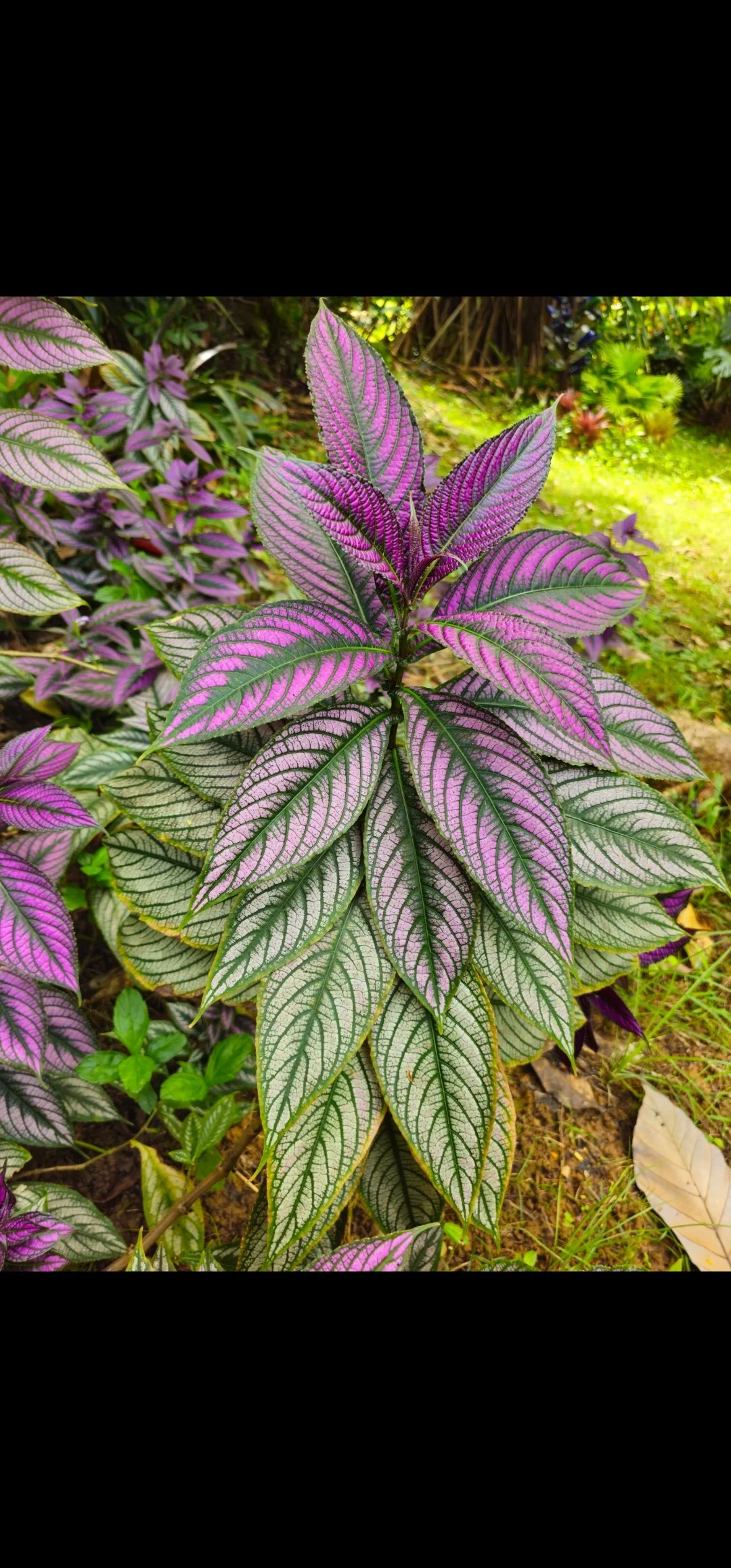 Close-up of a vibrant, multicolored garden plant with purple, pink, and green leaves, featuring intricate vein patterns and outdoor garden background.