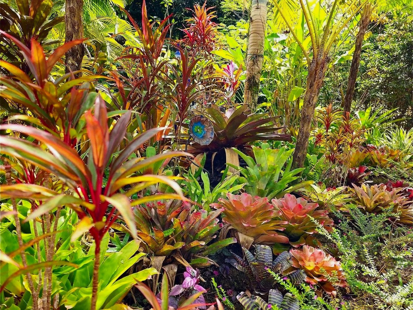 One of the beautiful bromelia gardens along the main walk, this garden is lush with color, texture, diversity and depth.
