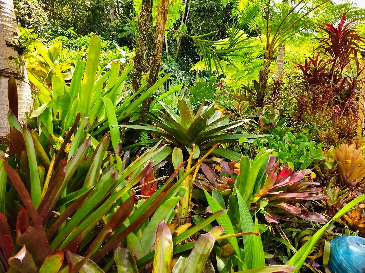Lush tropical garden with diverse green and reddish plants, palm trees, and dense foliage.