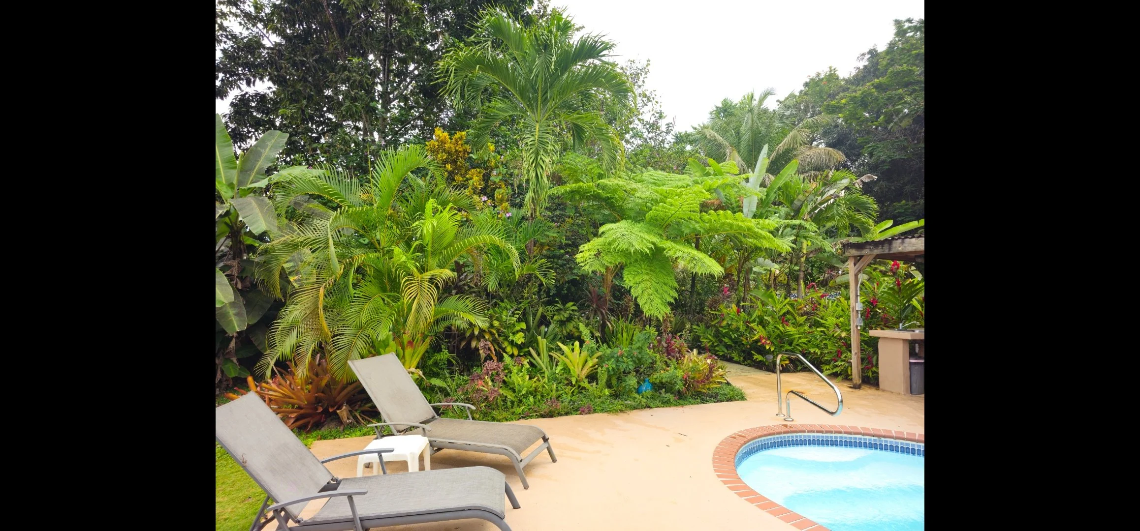 Resort poolside area with lounge chairs and lush tropical plants and trees in the background.