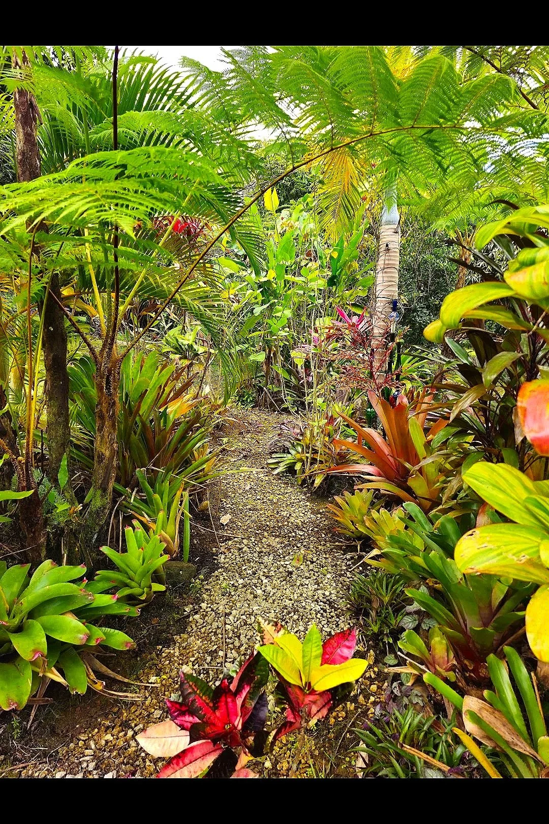A narrow garden pathway surrounded by lush green and vibrant tropical plants with red, yellow, and purple leaves in a dense, vibrant garden.