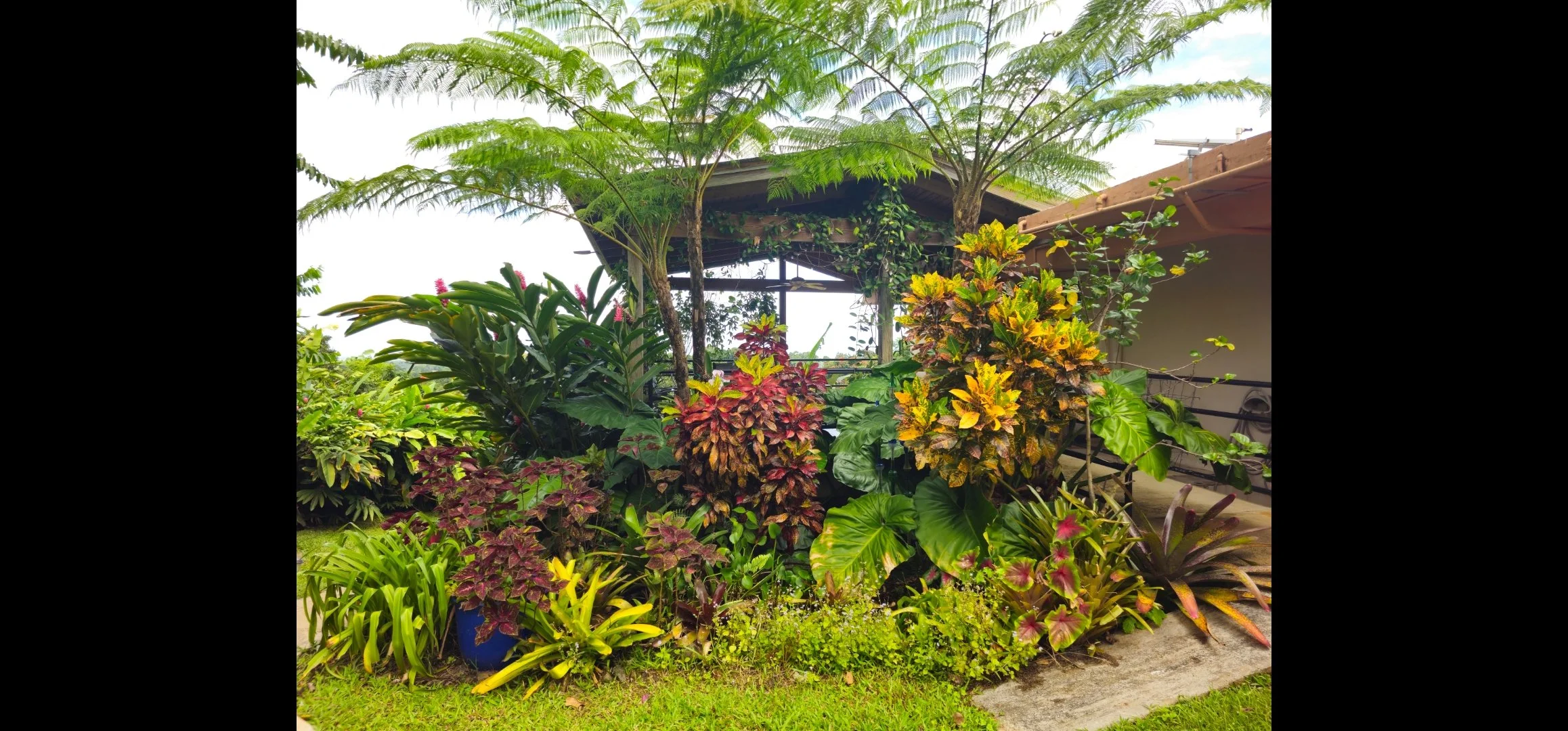 A lush garden with various tropical plants and flowers, including large green leaves and colorful foliage, next to a small structure with a roof, under a partly cloudy sky.