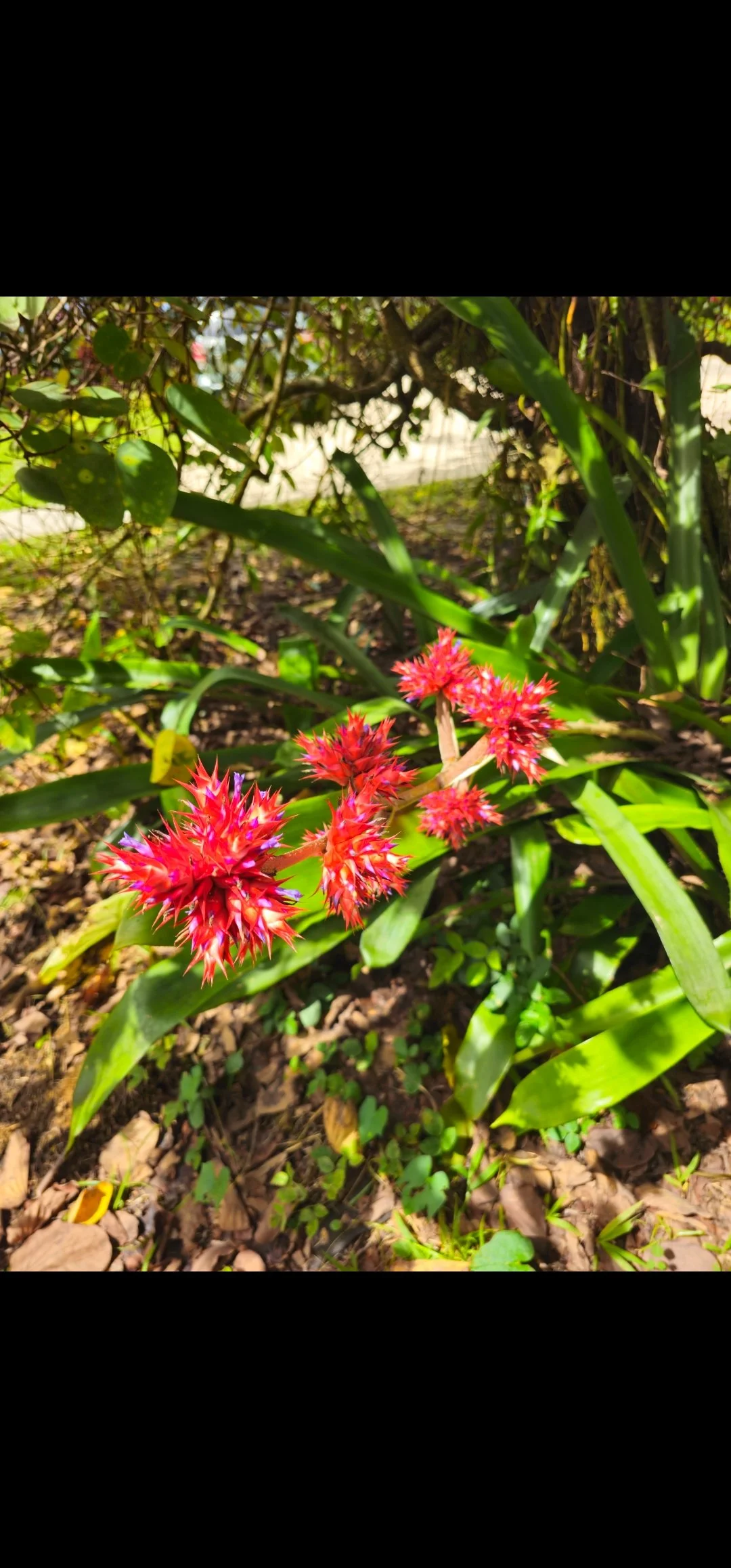 Bright red spiky flowers growing among green leaves and soil.