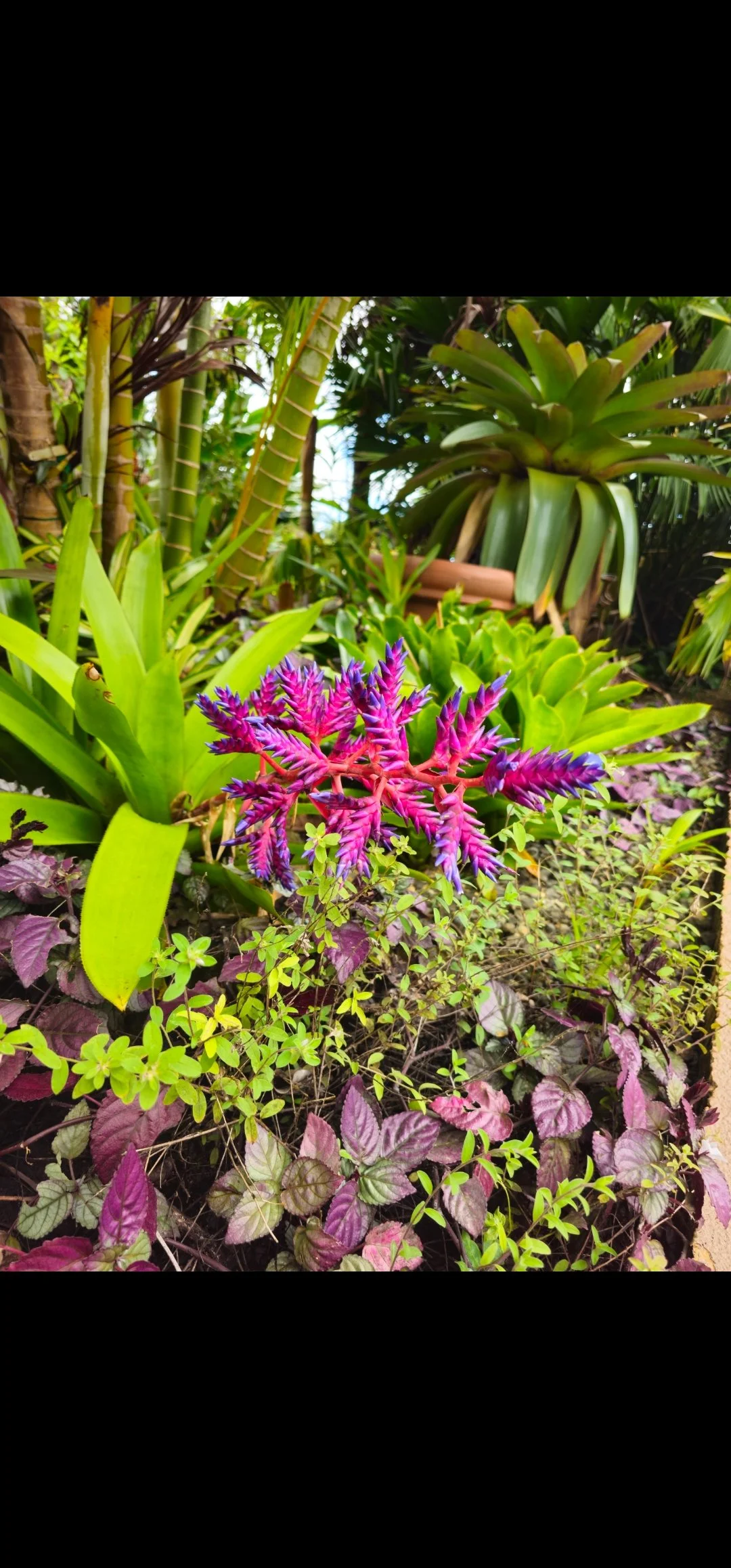 Colorful pink and purple flowering plant in a lush garden with various green plants and large leaves.