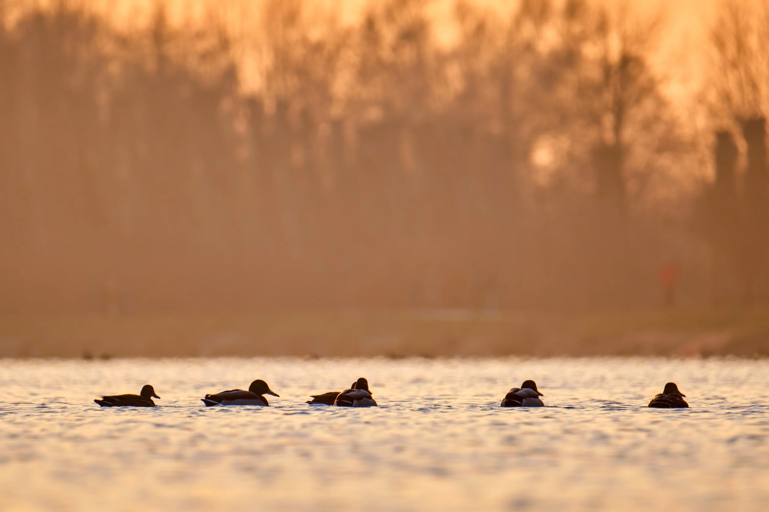 wild-ducks-swimming-on-lake-water-at-bright-sunset-2026-01-06-09-30-43-utc.jpg