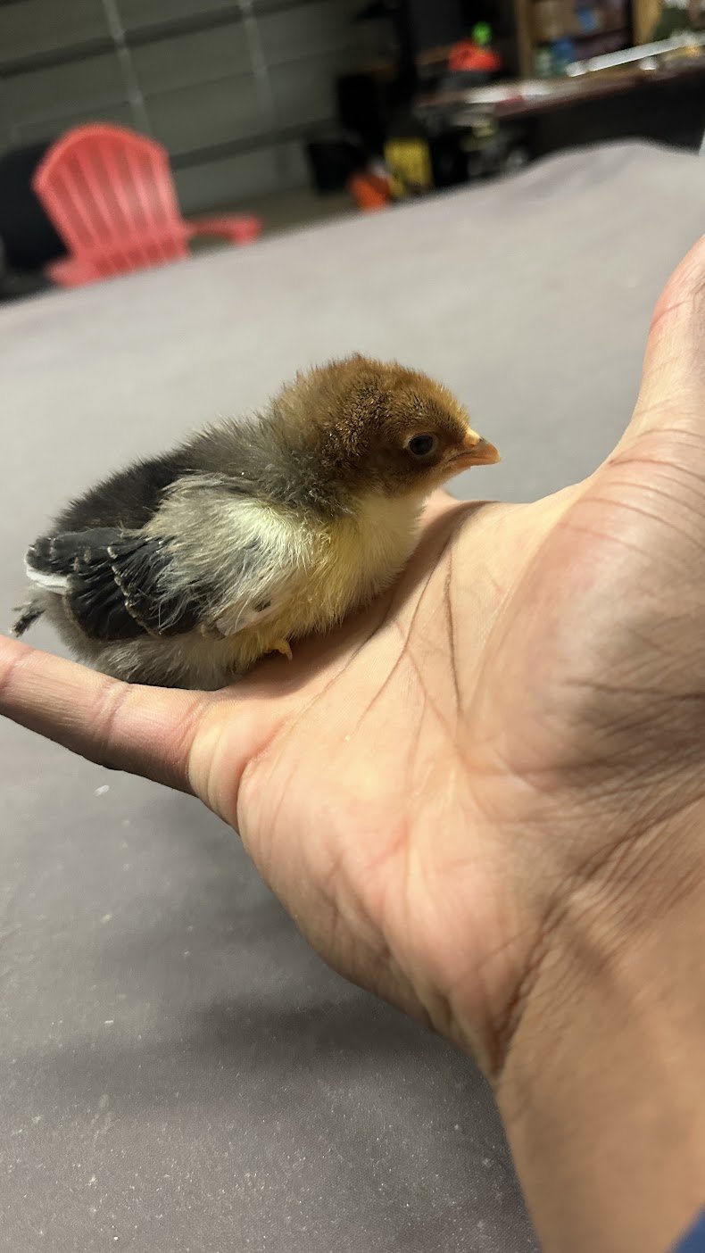 live birds day old.jpg