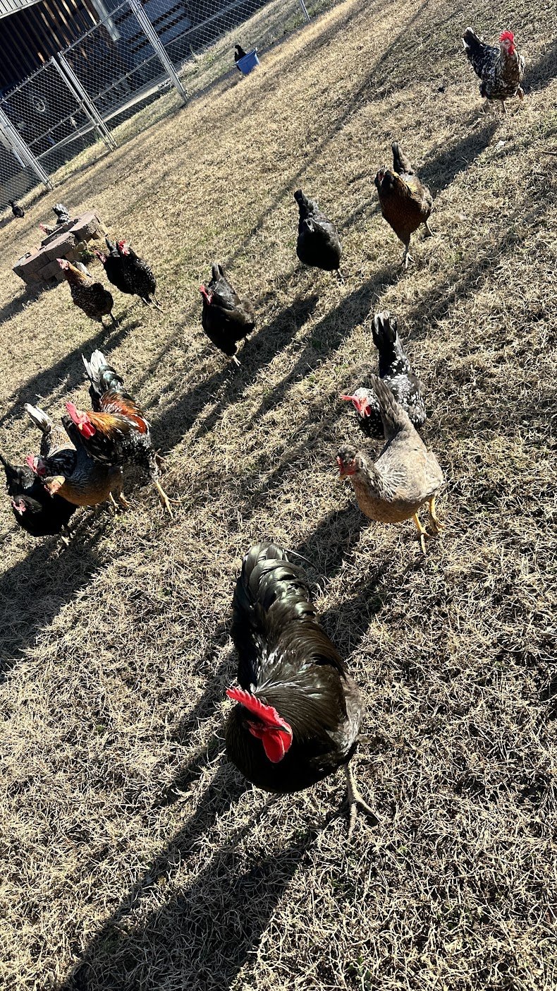 Group of chickens walking on dry grass inside a chicken coop with fenced enclosure and a blue water container in the background.