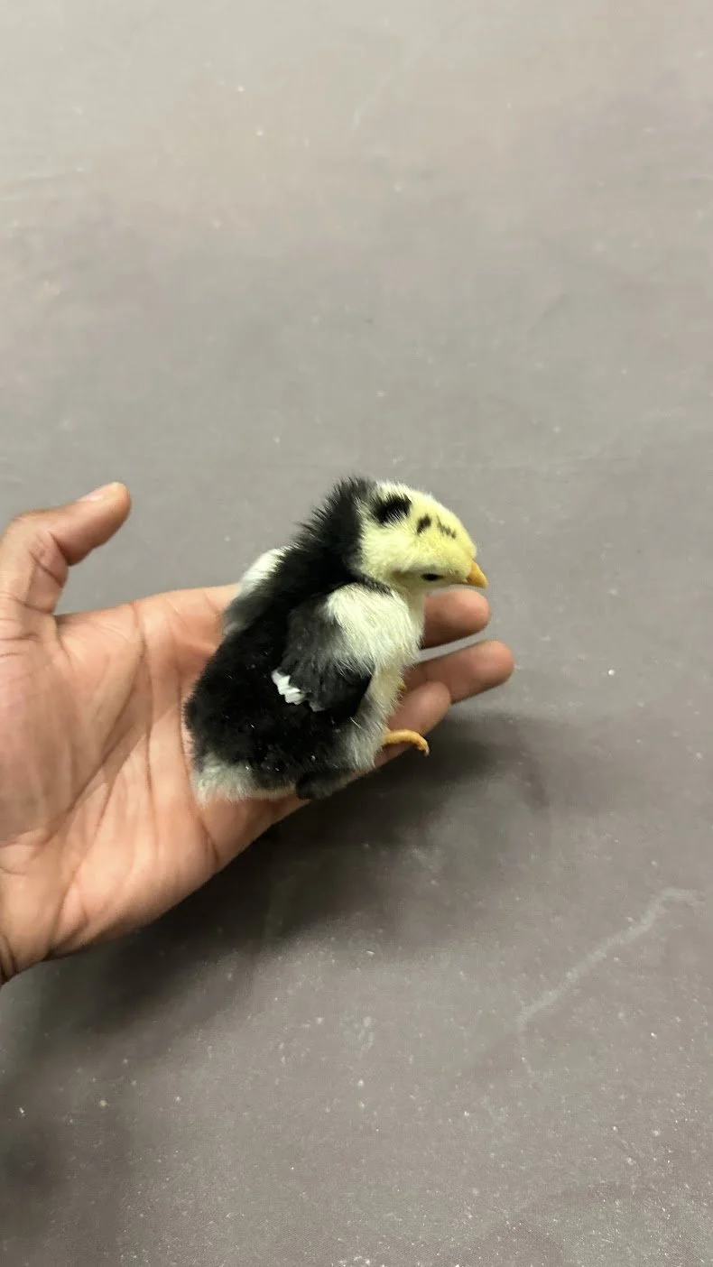 A tiny, fluffy baby chick being held in a person's hand against a plain, gray background.