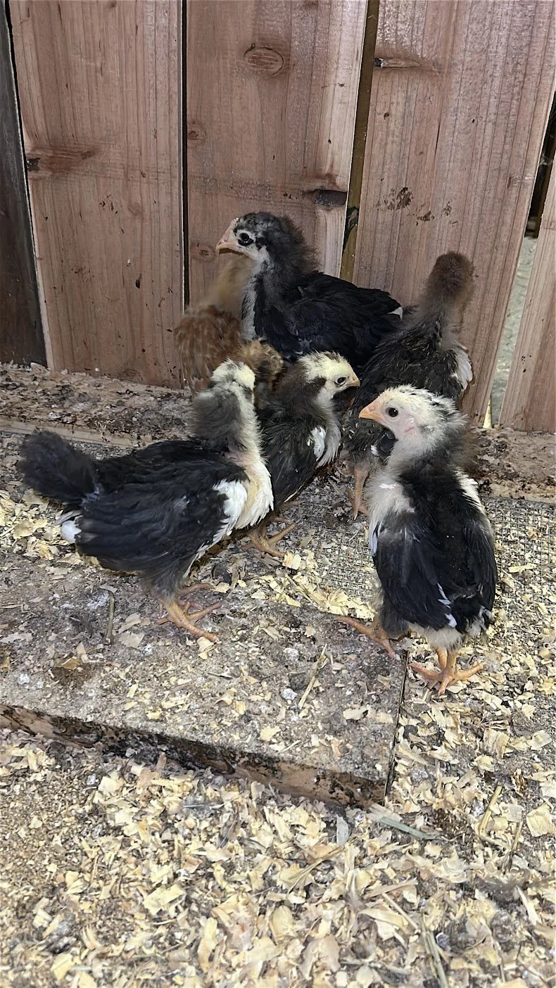 LIVE BIRDS – DAY OLD CHICKS