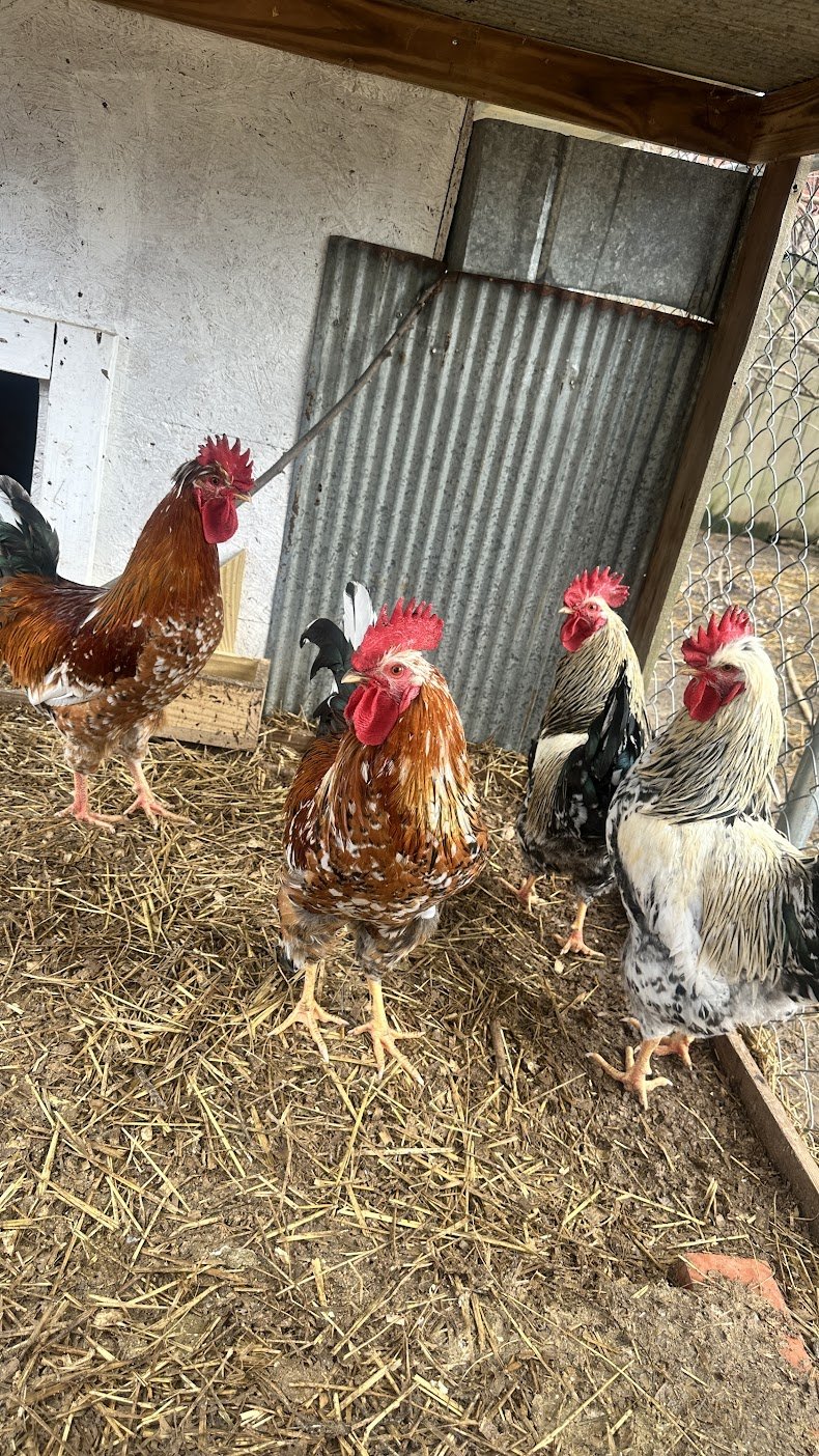 Four chickens standing on straw and dirt inside a chicken coop with a wire fence and metal sheet wall.