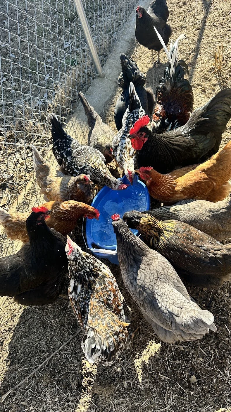 Group of chickens of various colors and breeds drinking water from a blue dish in a fenced outdoor area.