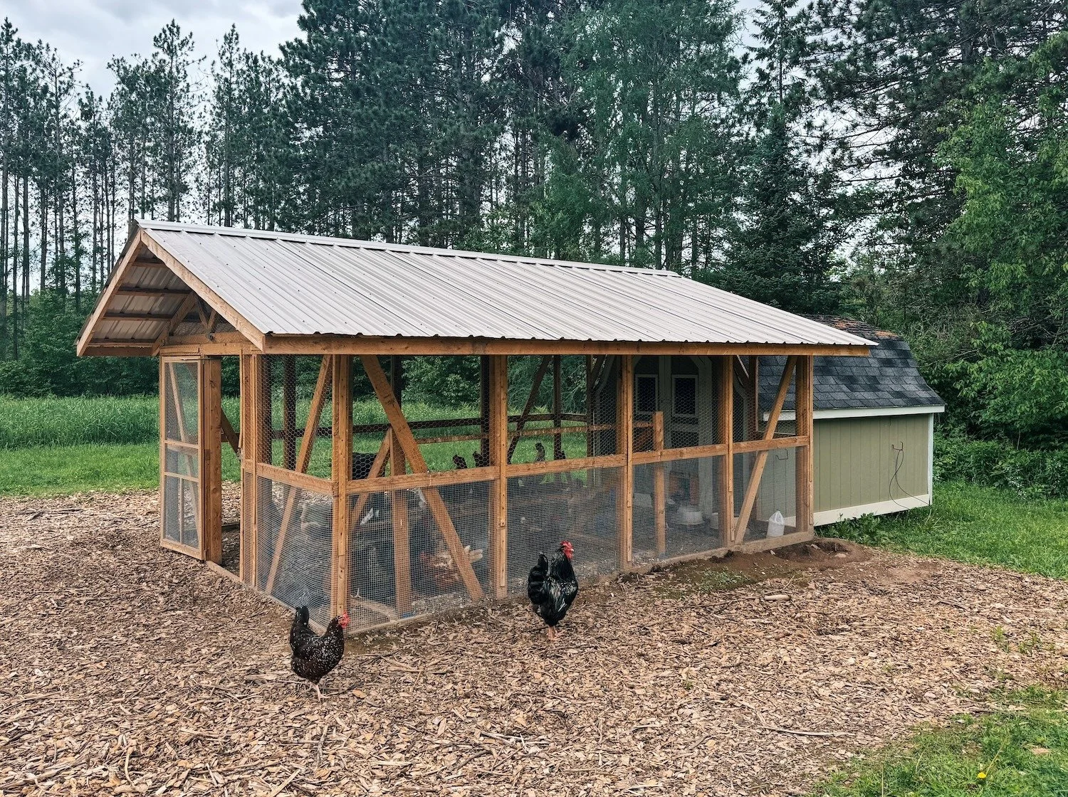 A chicken coop with a wooden frame, wire mesh walls, and a metal roof, situated in a grassy area with a wooded background. Two chickens are nearby on the ground.