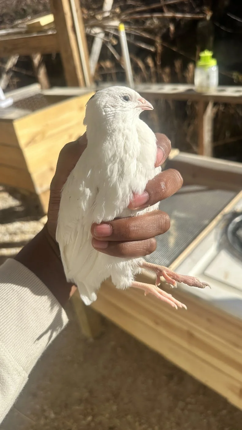 STARTED BIRDS (POULTS / GROWOUT BIRDS)