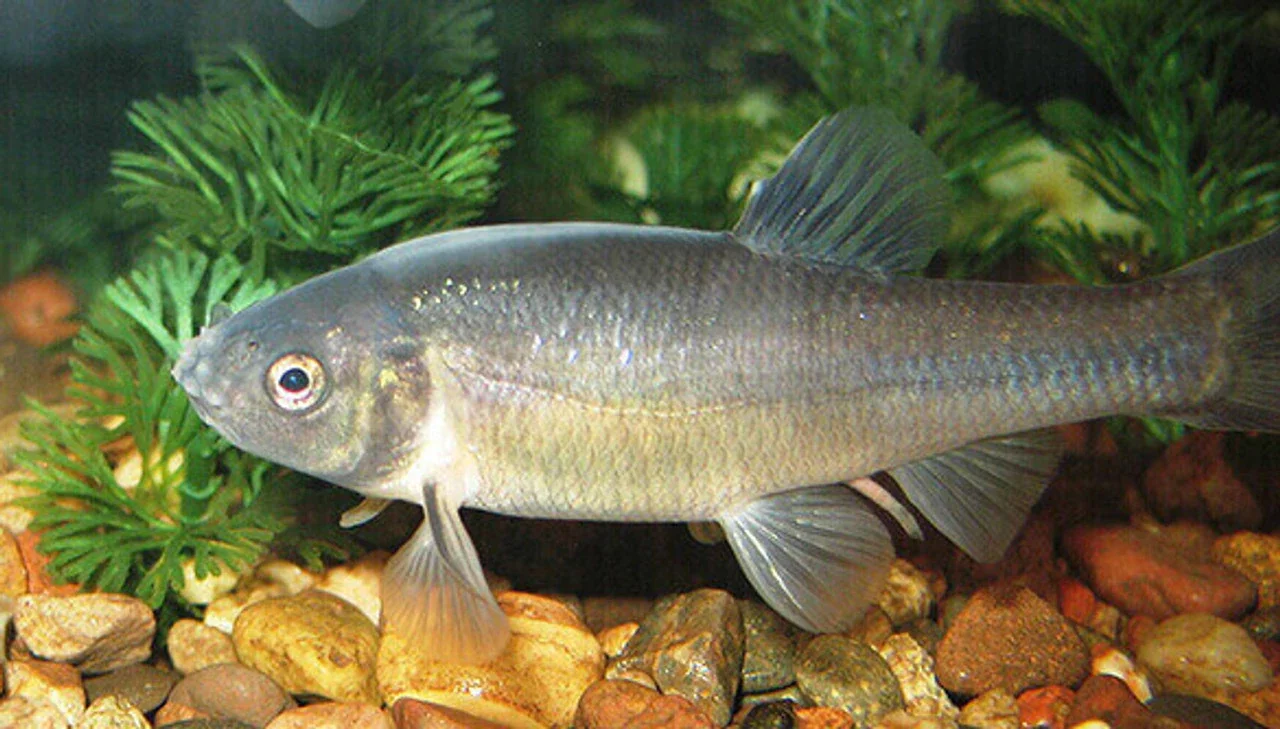 A fish with a silver and yellowish body swimming near rocks and green aquatic plants in an aquarium.