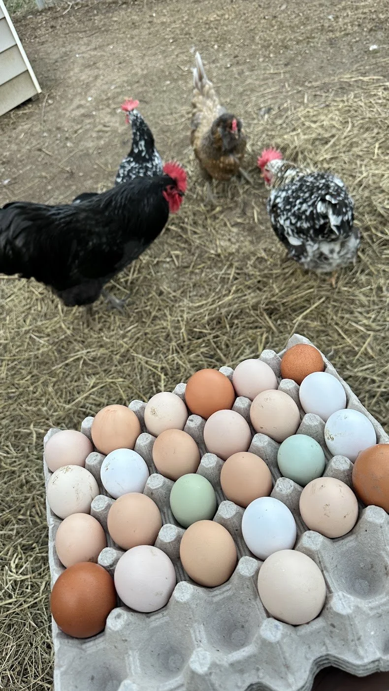 Four chickens peck at a tray of various colored eggs on a farm with dirt and straw ground.