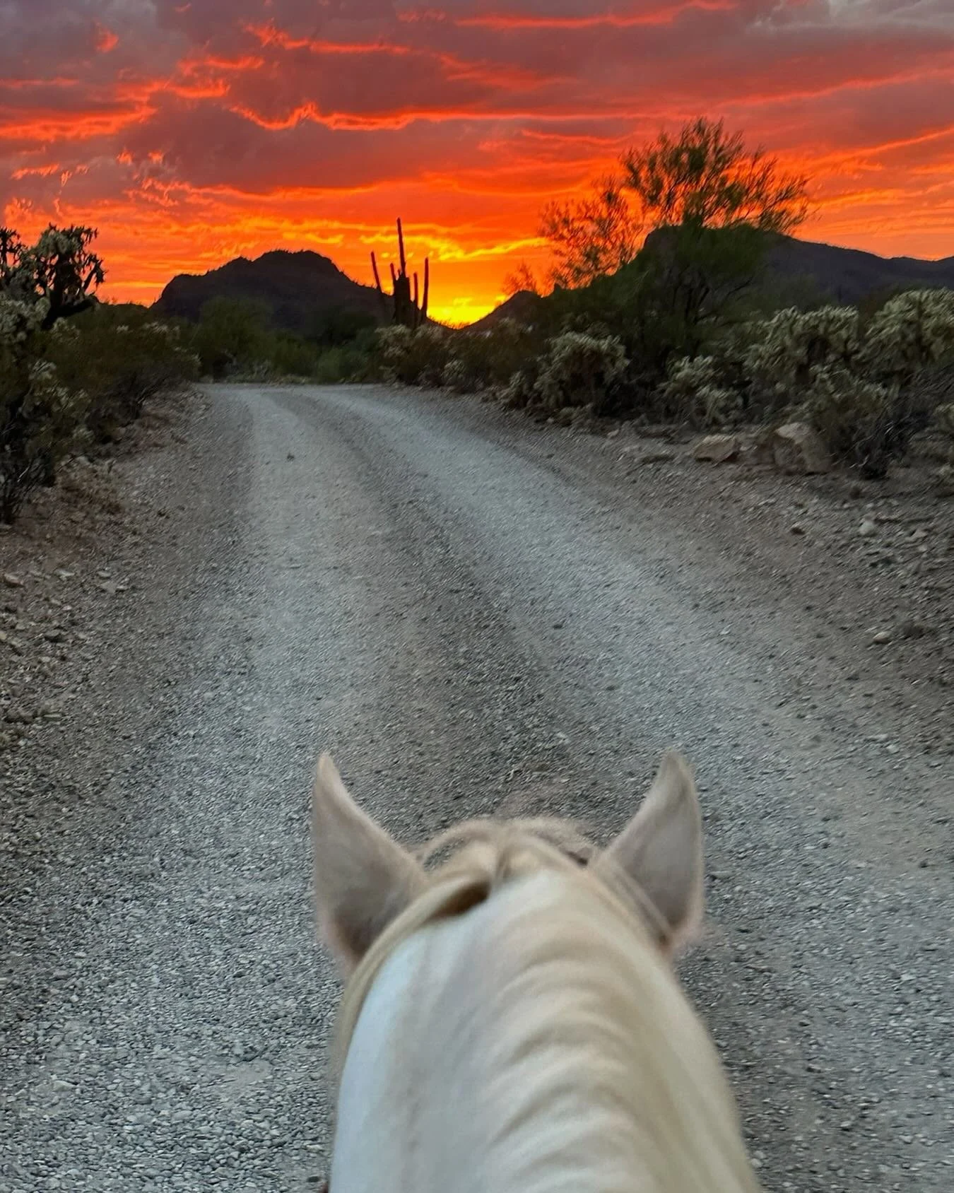 View from horseback riding in a desert at sunset, with rugged mountains, cactus, and desert plants along a gravel trail.