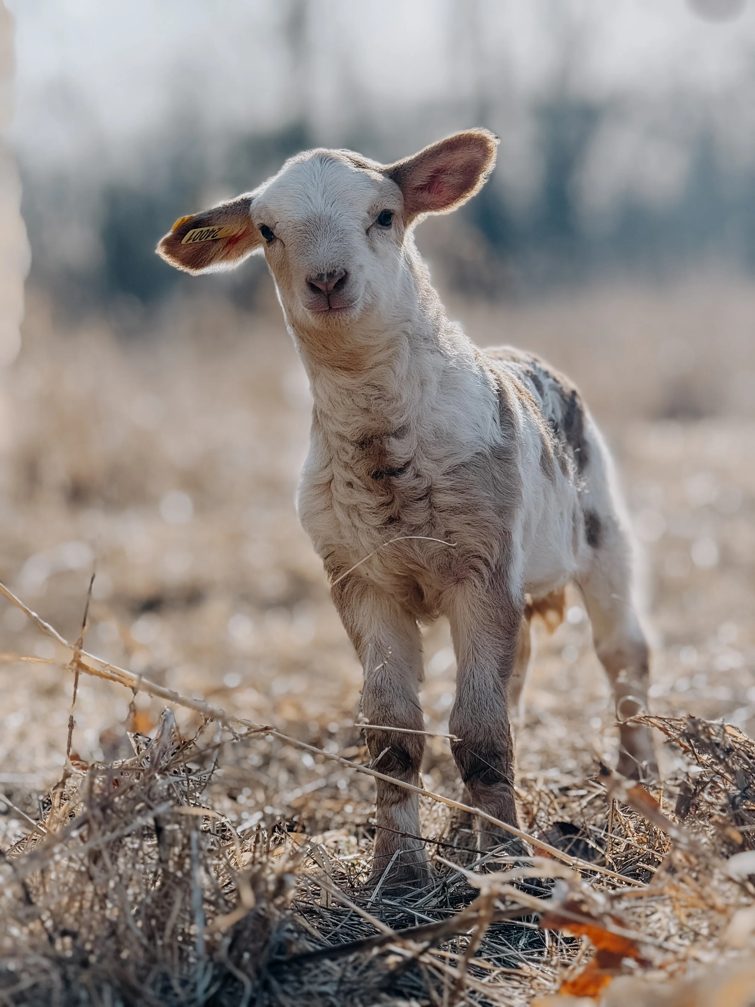 Unveiling the Secrets of Grand Cru Farm’s Sustainable Farming Journey