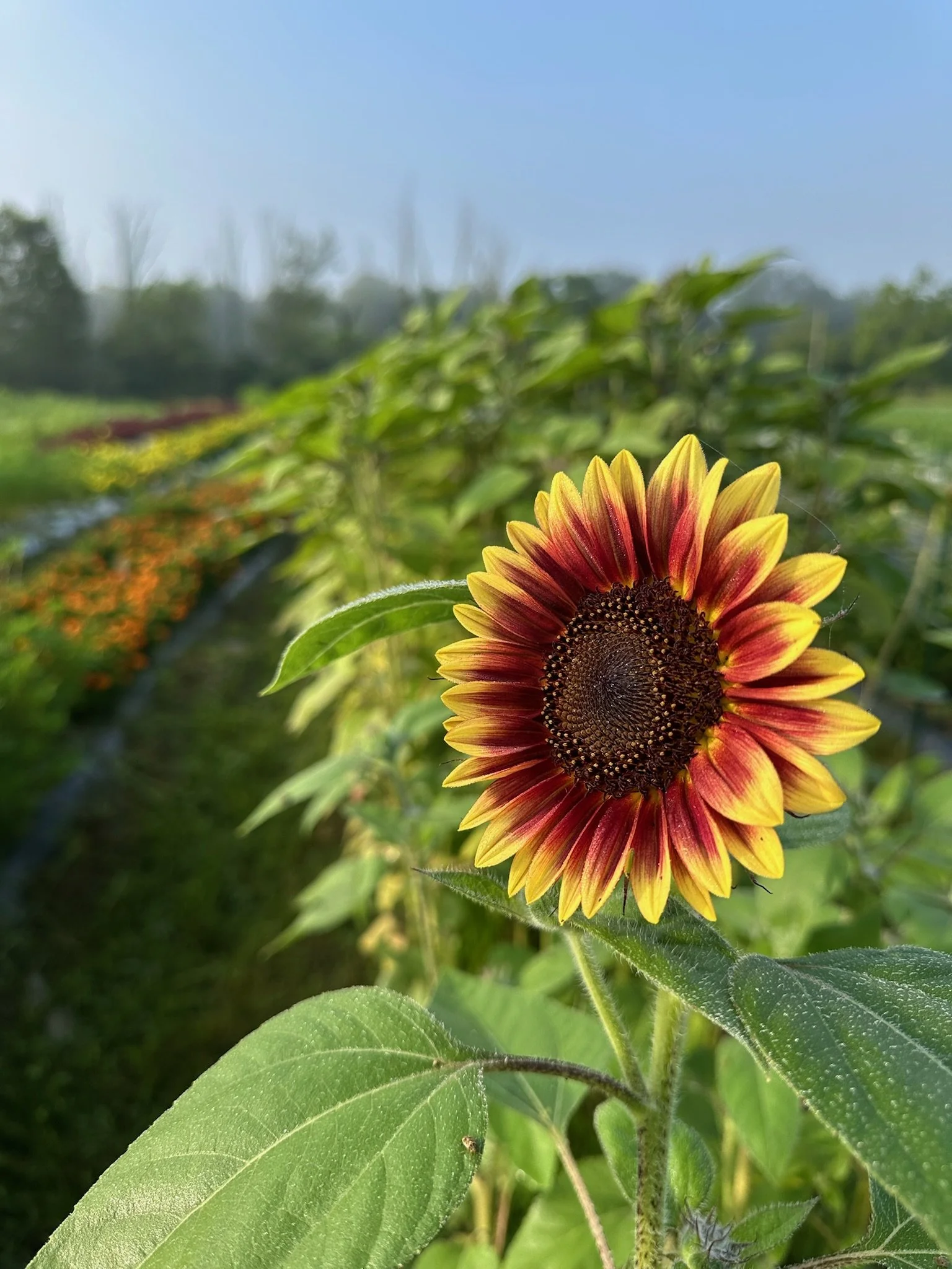 Sunflowers Rising: Reflections on Efficiency, Freedom, and Paths to Bloom 