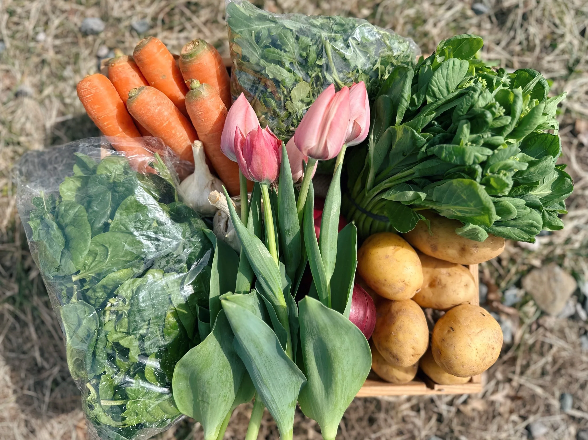 Your weekly box of farm fresh goodness is waiting. Join our 2026 CSA and receive the best seasonal vegetables all season long 🍅

Visit the farm shop page on our website to learn more