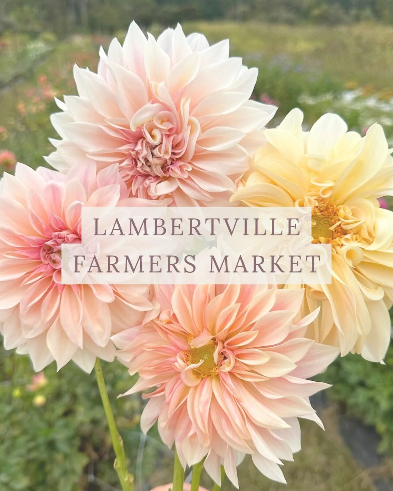 We couldn&rsquo;t be more excited for opening day at the Lambertville Farmers Market!

We&rsquo;ll see you this Sunday from 9am-12pm!

Here&rsquo;s what you&rsquo;ll find at the market:

🌷 Seasonal flower bouquets 
🍅 Fresh vegetables
🥚 Farm fresh 
